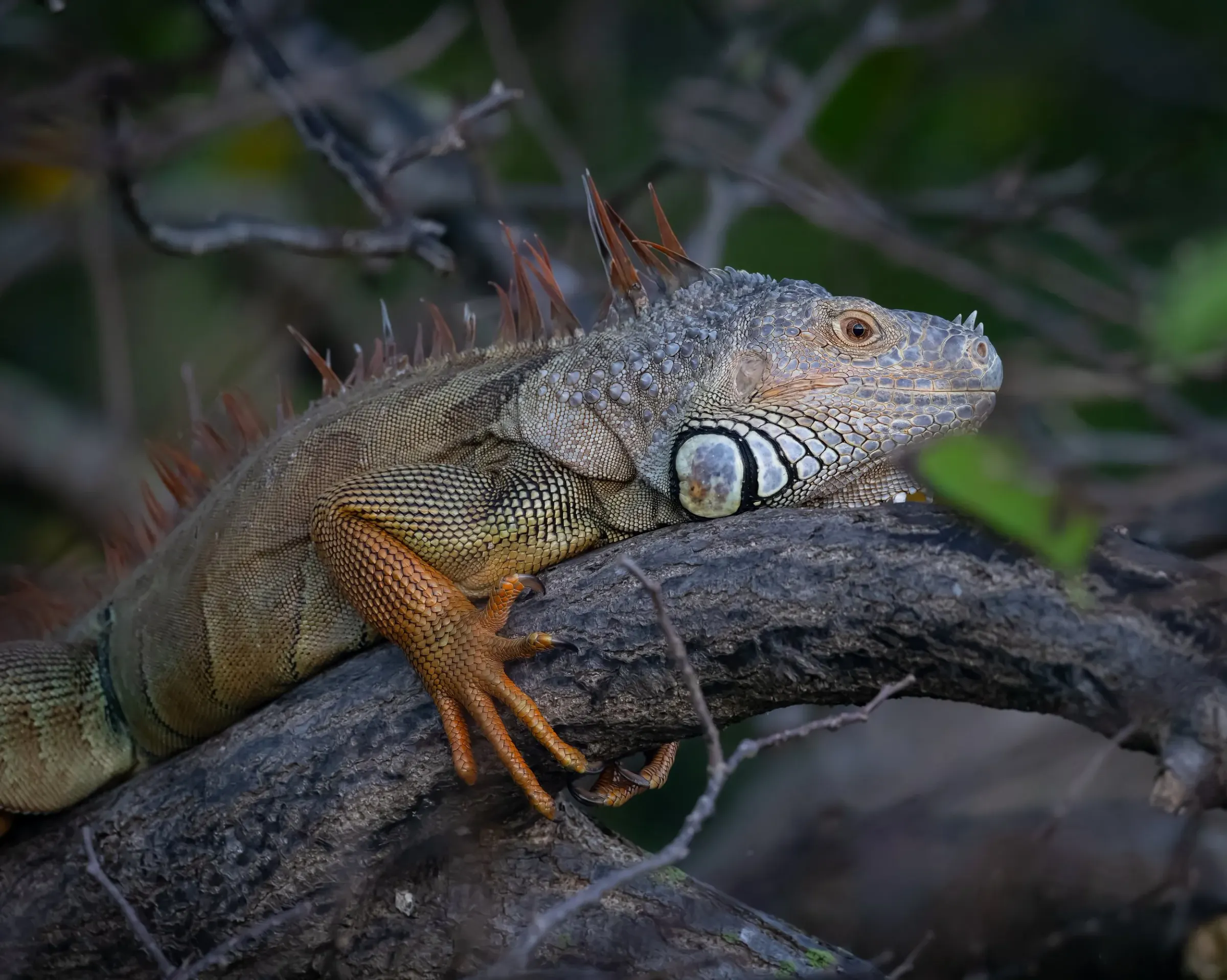 Iguana — photograph 13