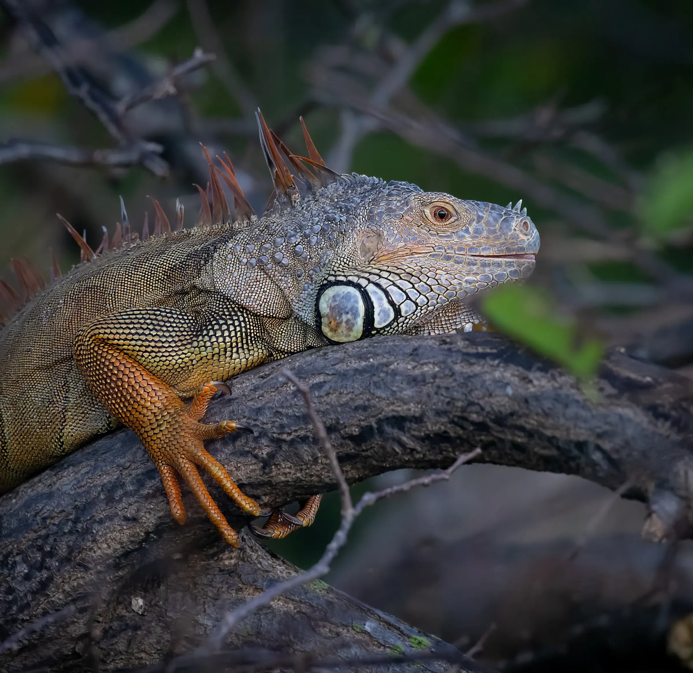 Iguana — photograph 14