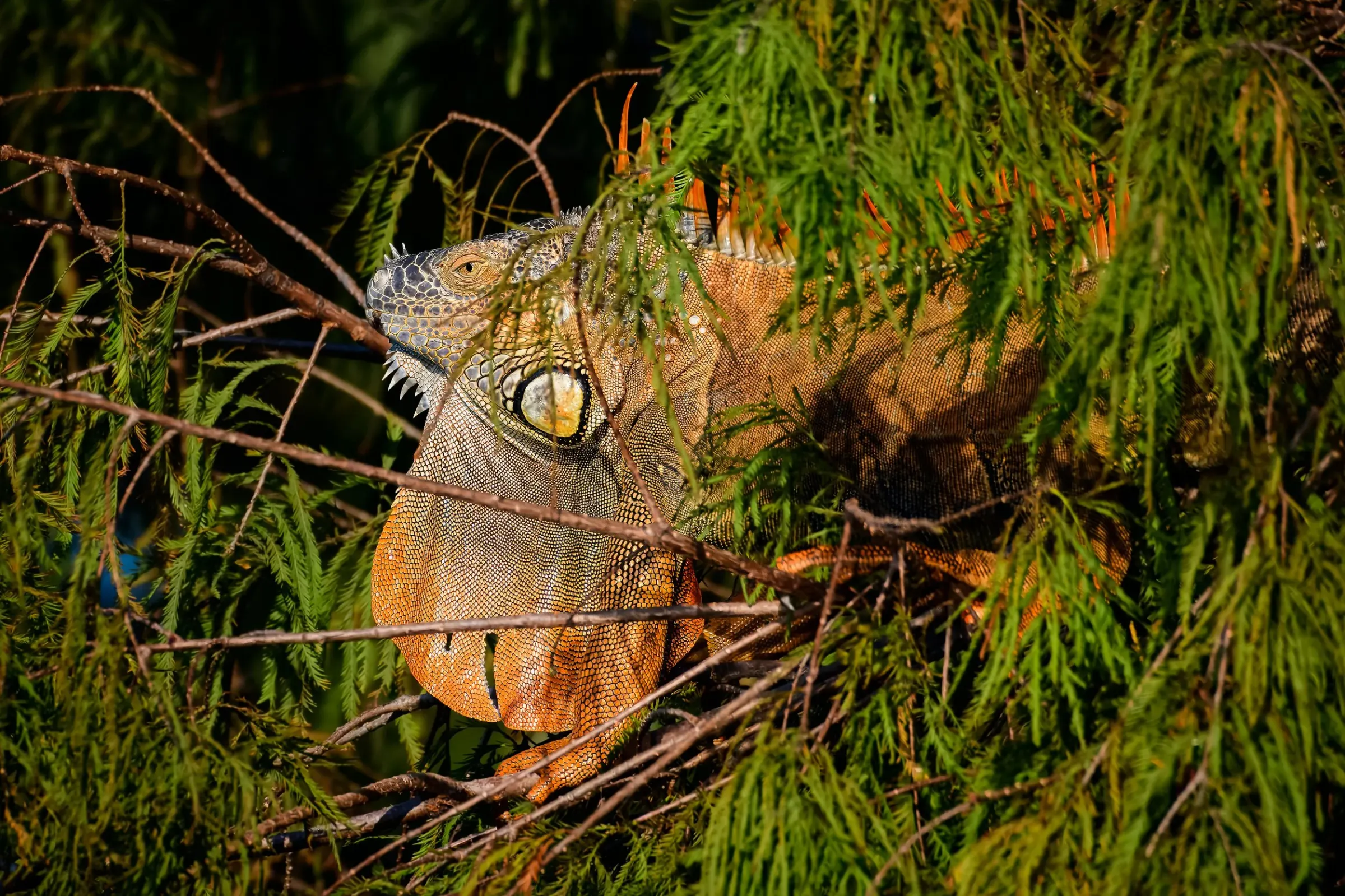 Iguana — photograph 3
