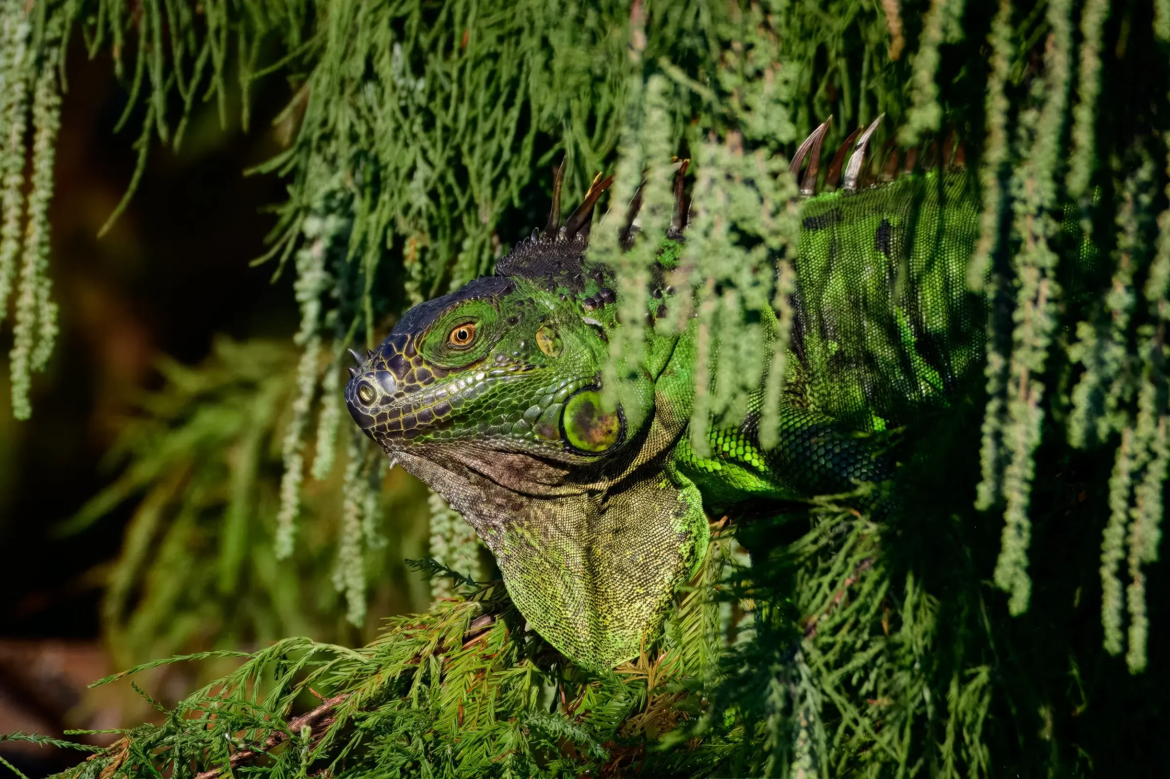 Iguana — photograph 4
