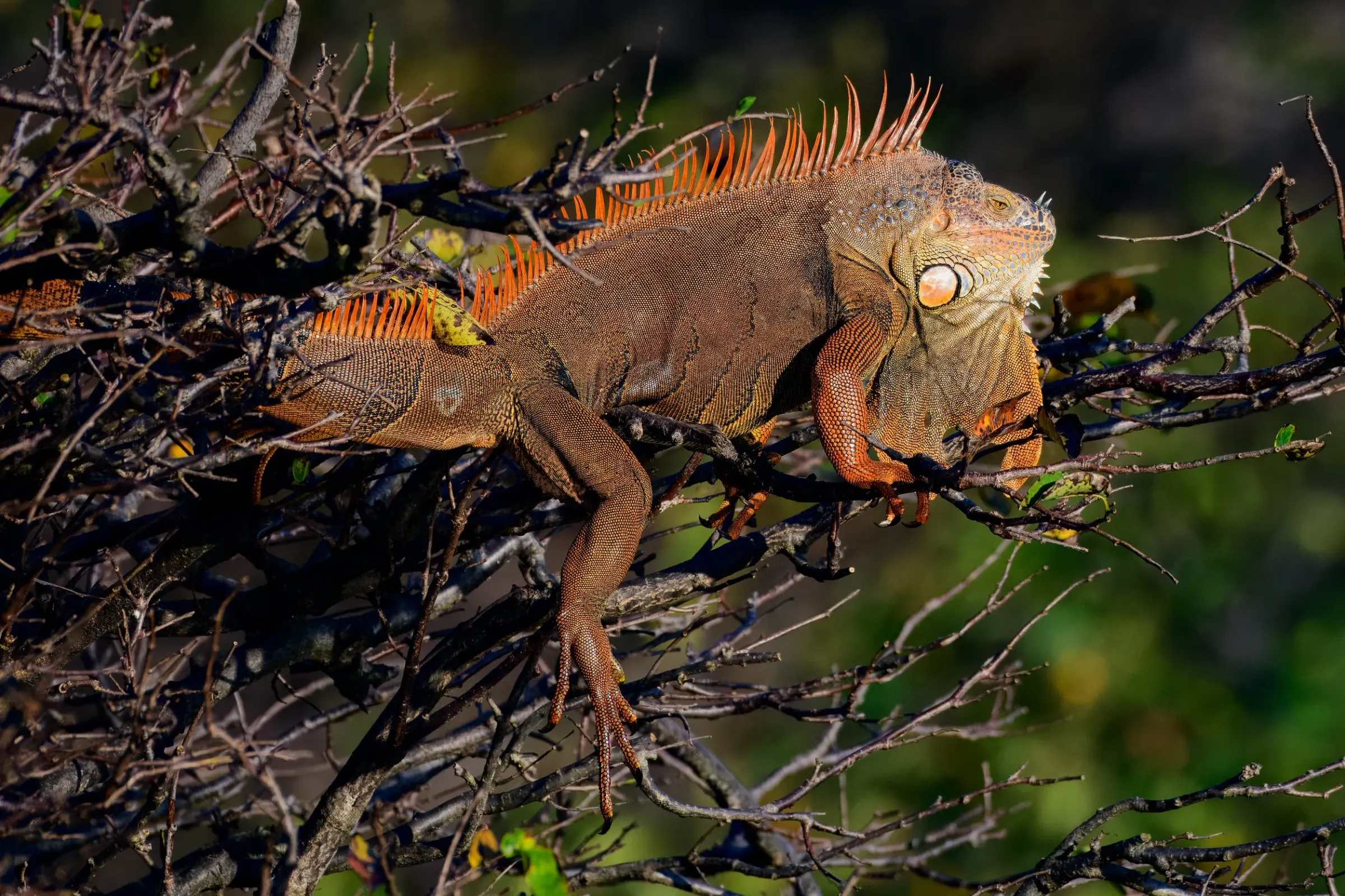 Iguana — photograph 8