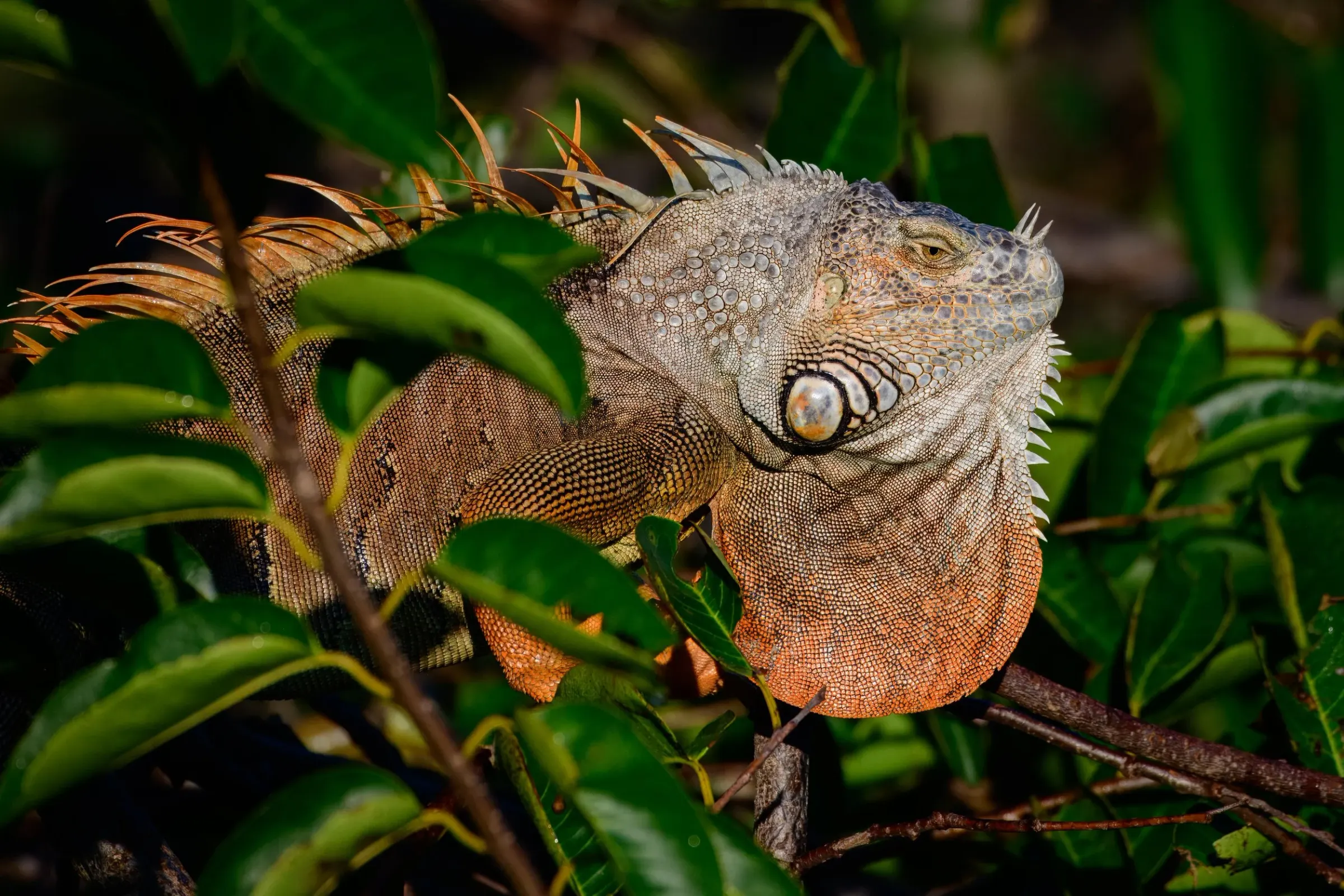 Iguana — photograph 9