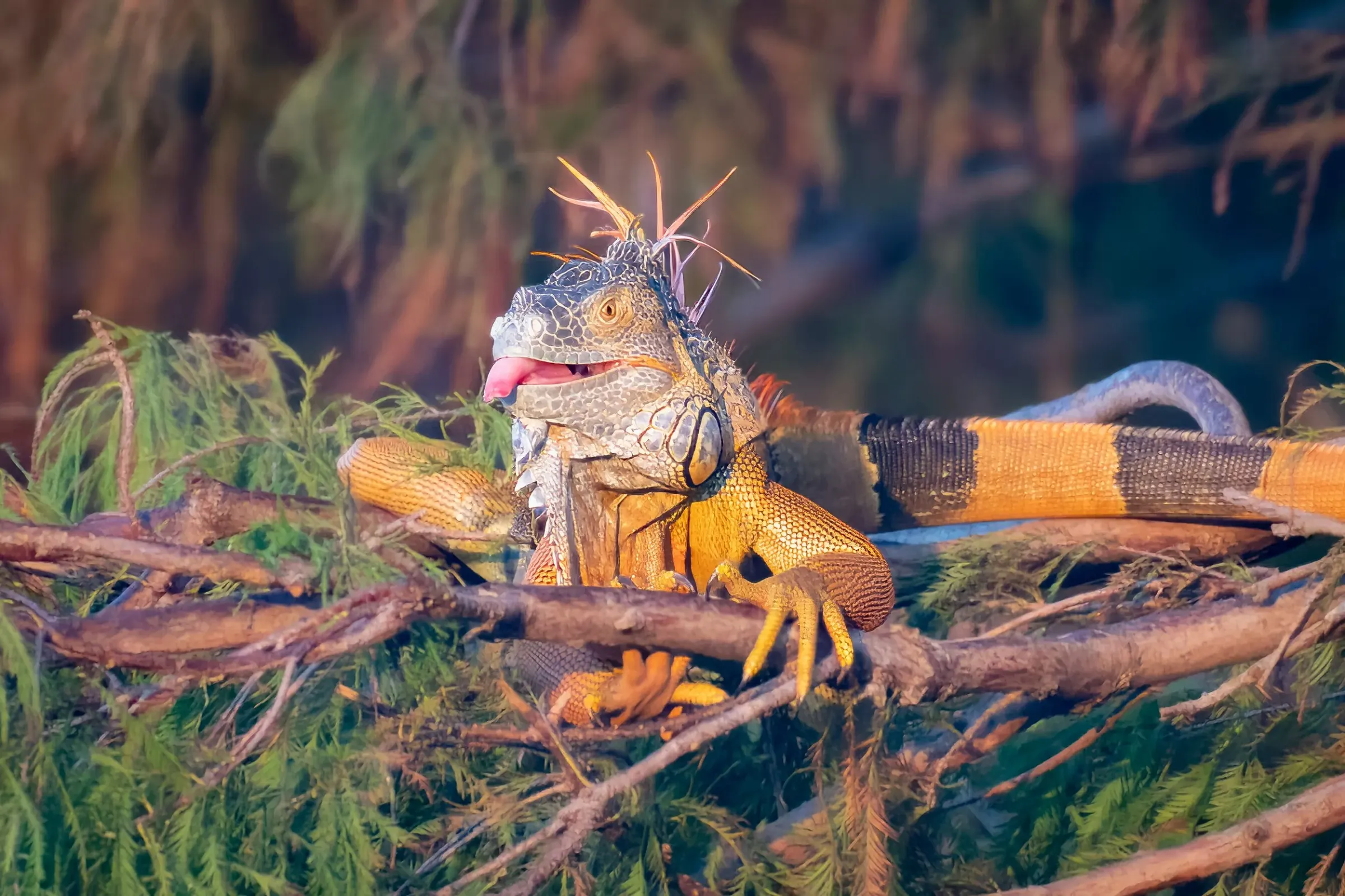 Iguana — photograph 16