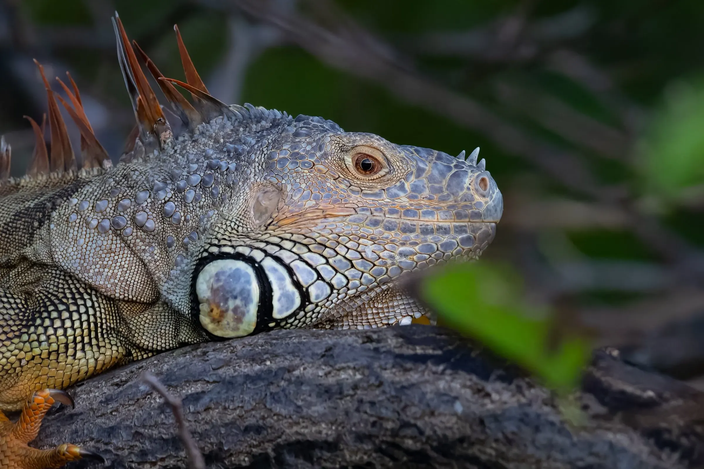 Iguana — photograph 12