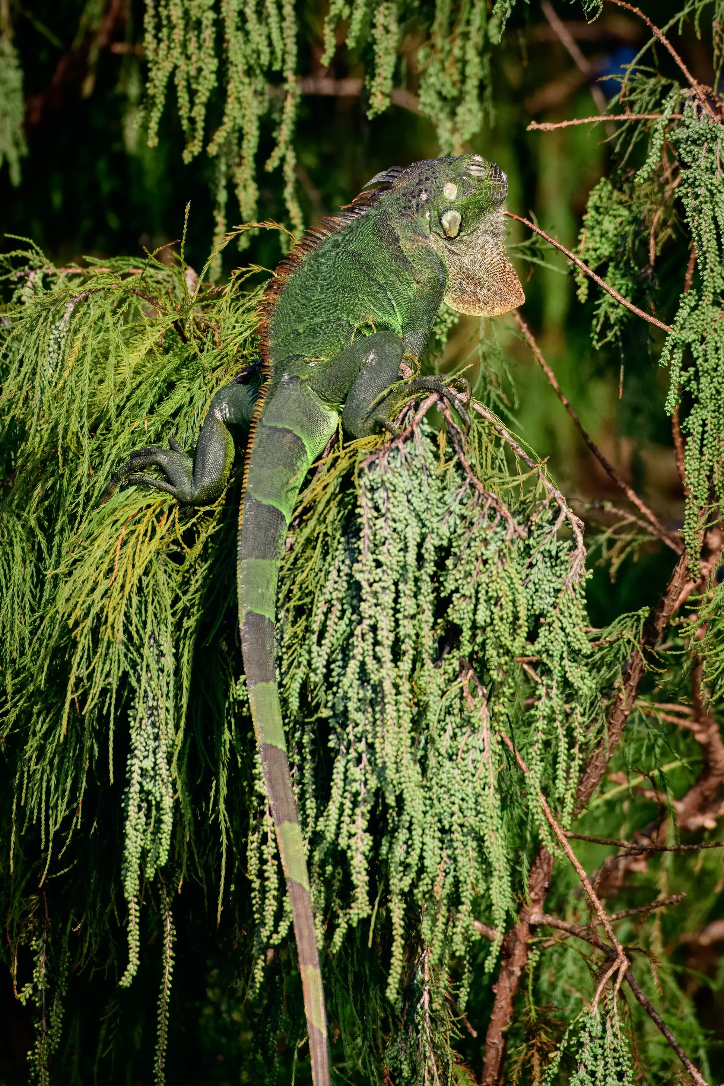 Iguana — photograph 7