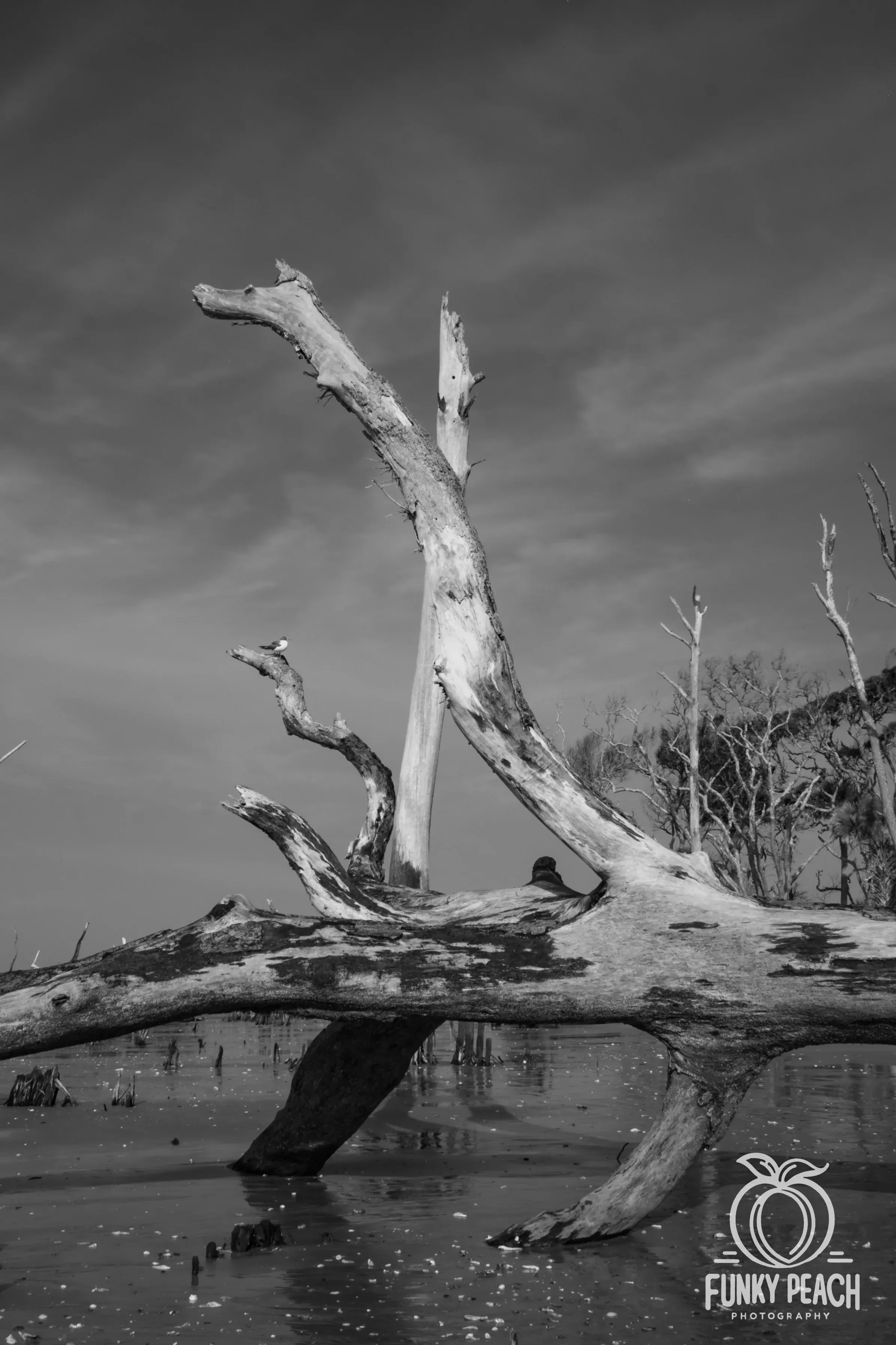 Landscapes — photograph 43