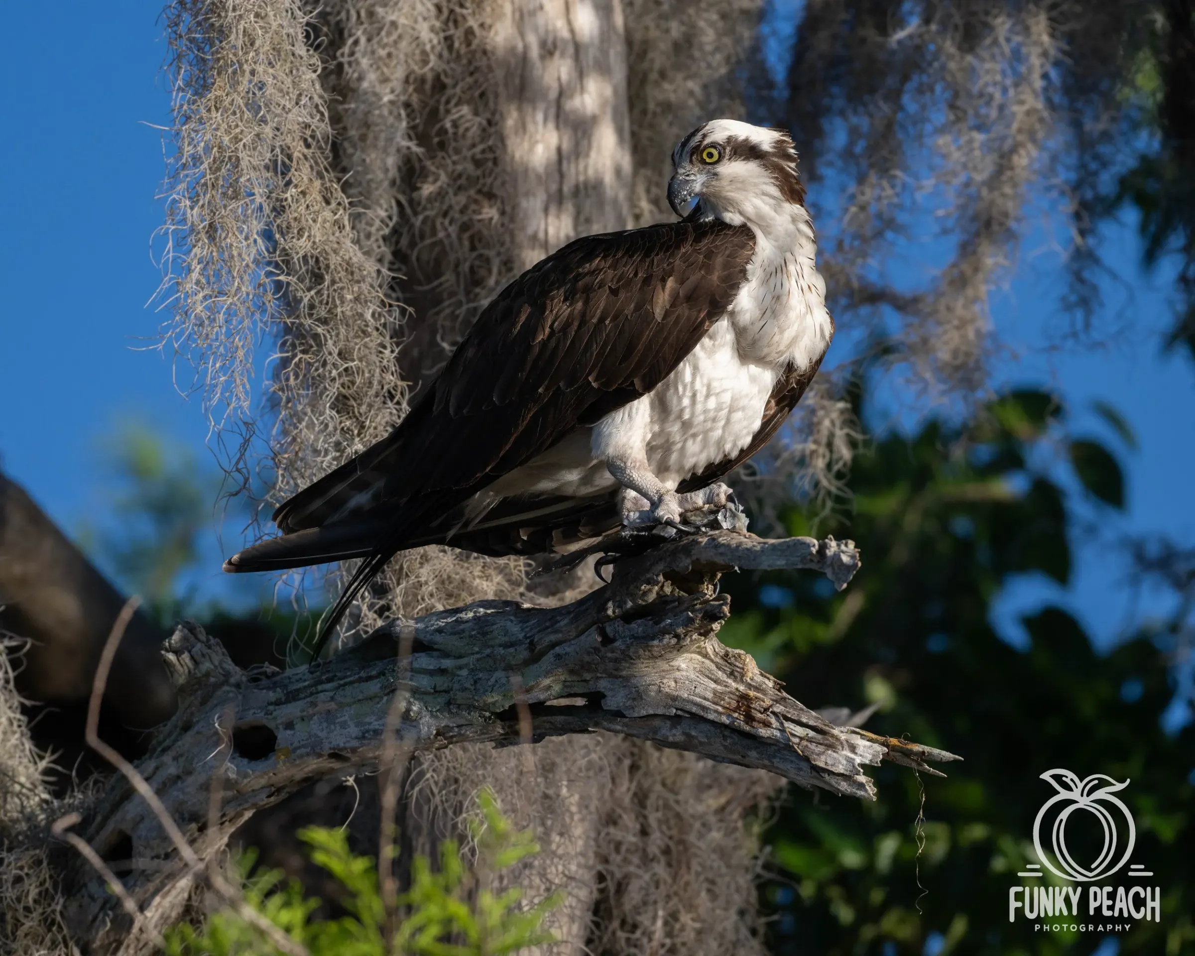 Osprey — photograph 35