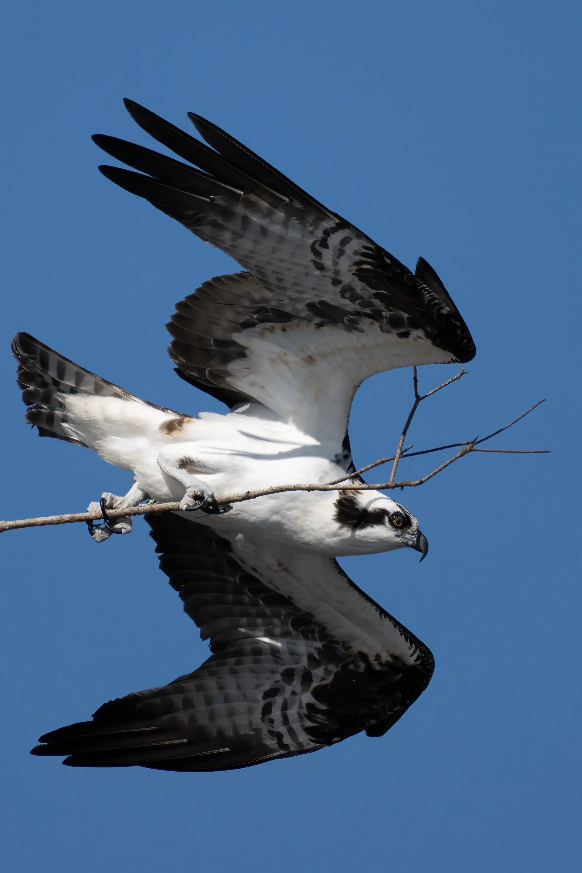 Osprey — photograph 30