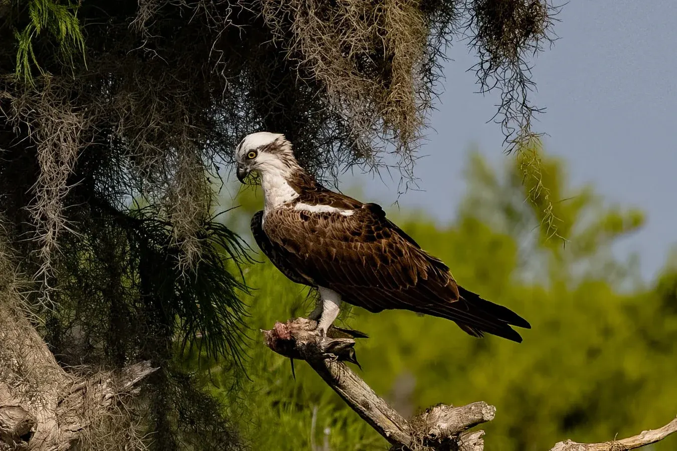 Osprey — photograph 11