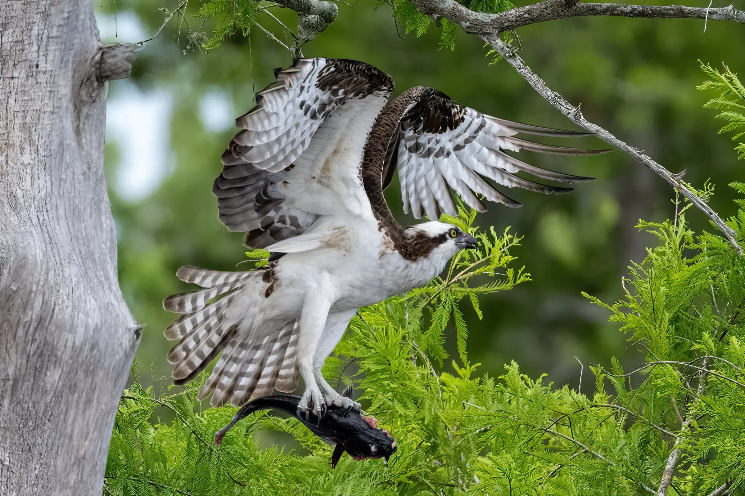 Osprey — photograph 17