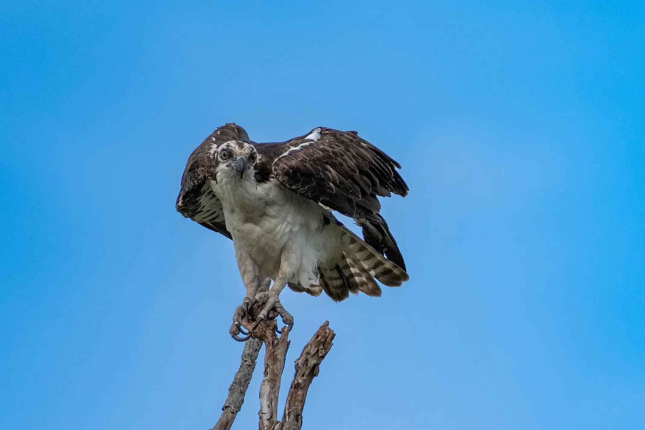 Osprey — photograph 57