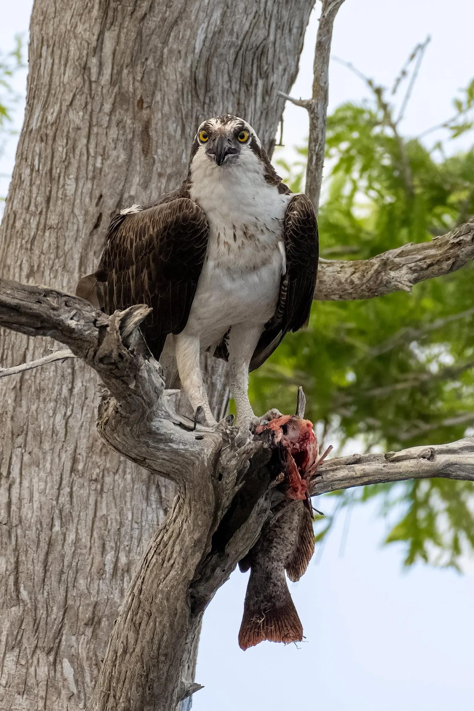 Osprey — photograph 18