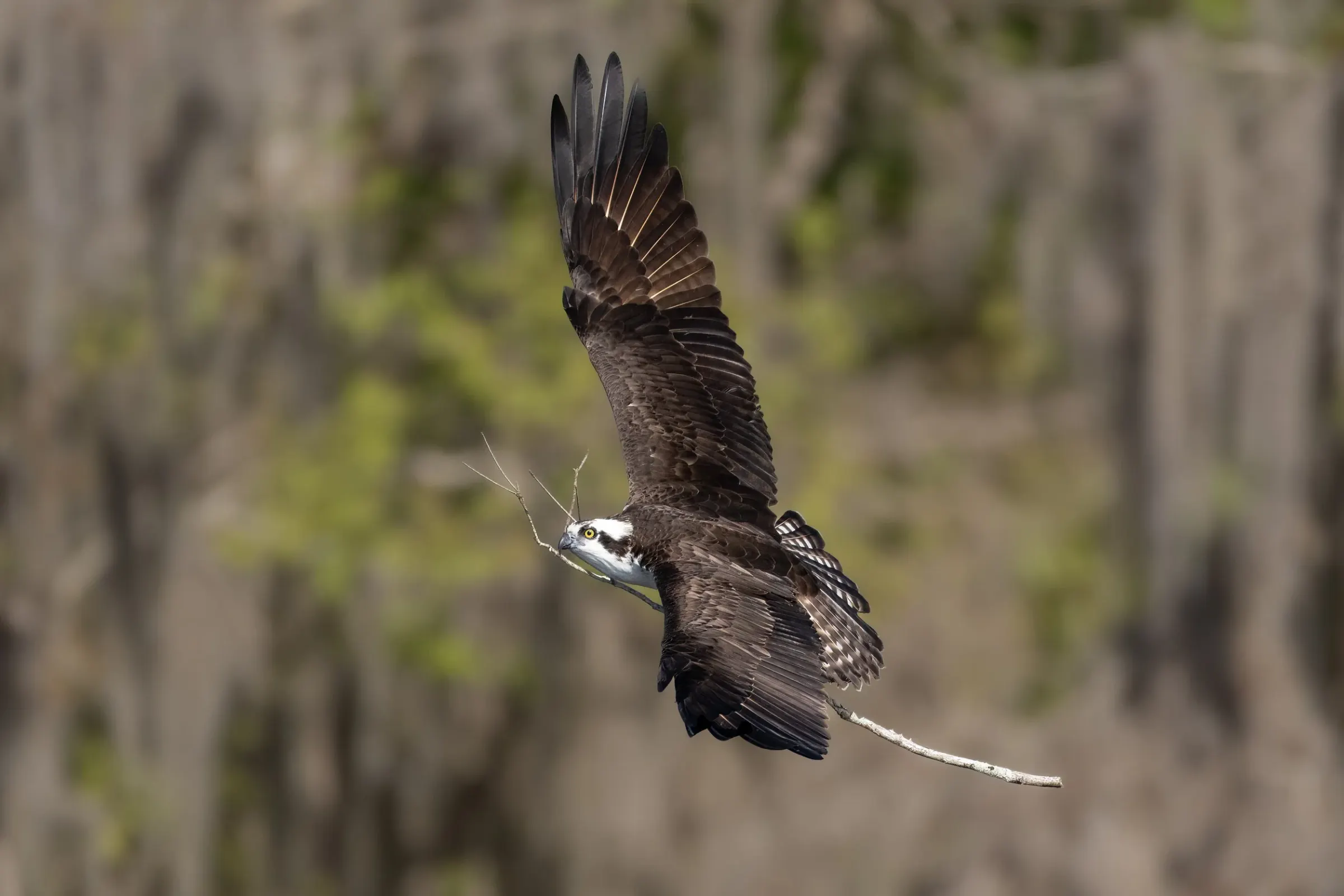 Osprey — photograph 32