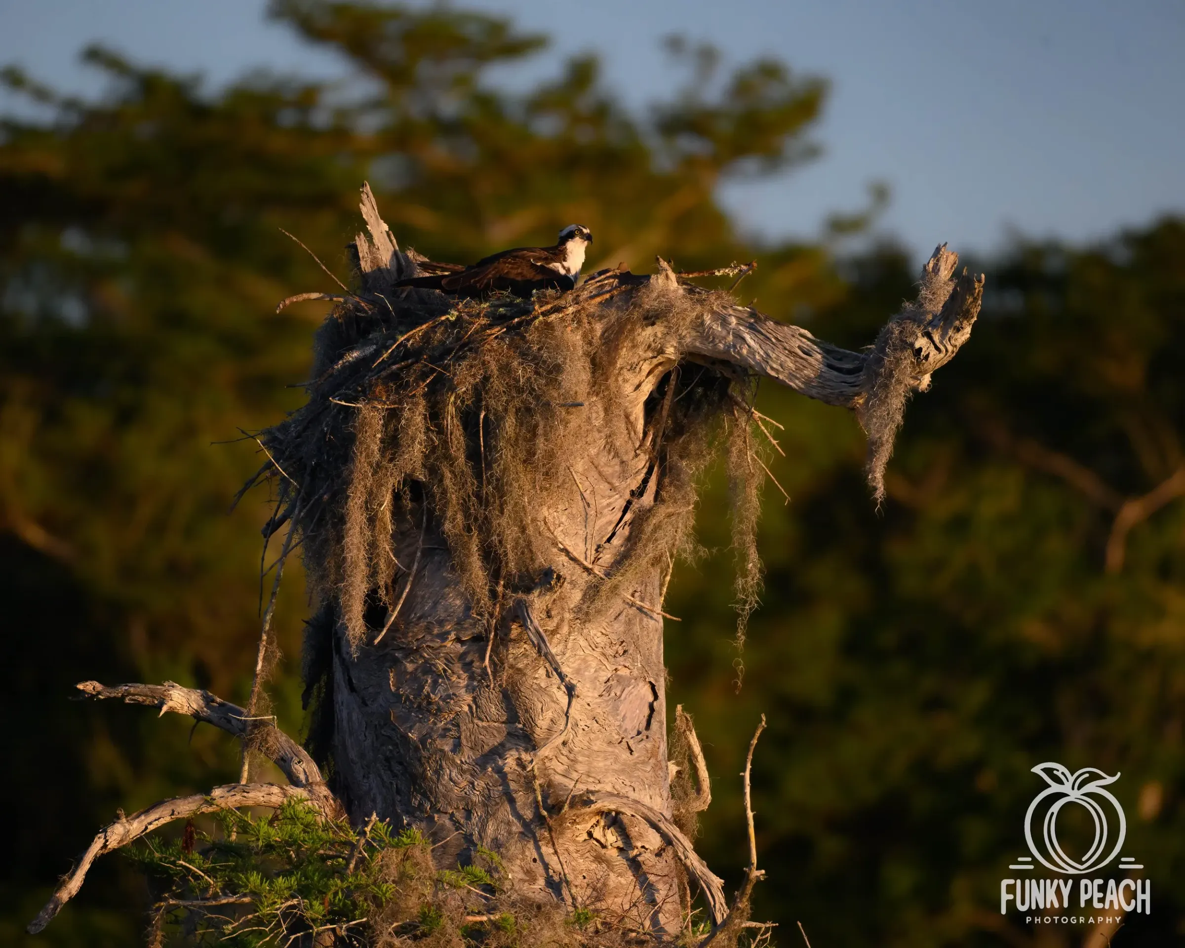 Osprey — photograph 44