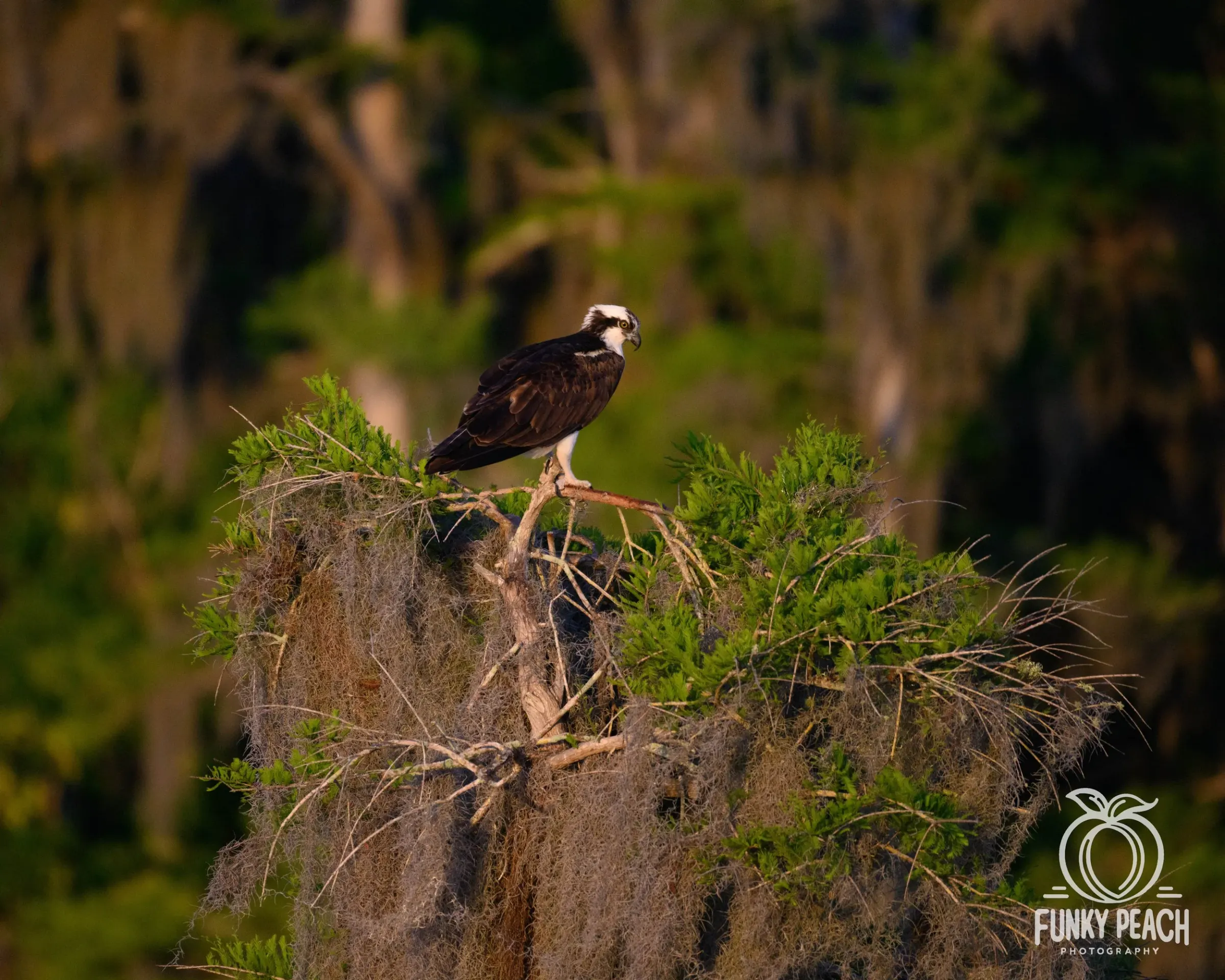 Osprey — photograph 48