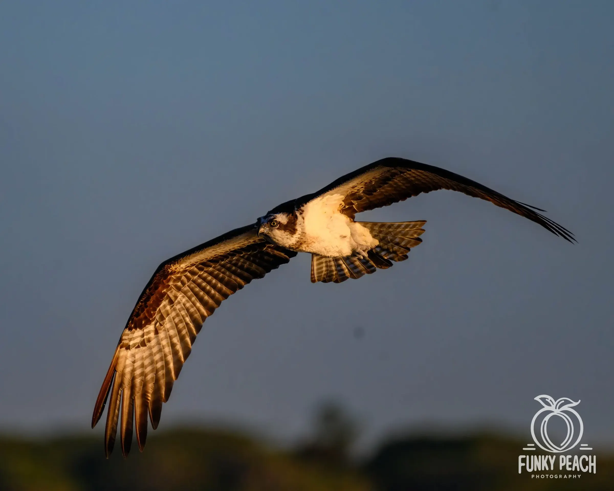 Osprey — photograph 46