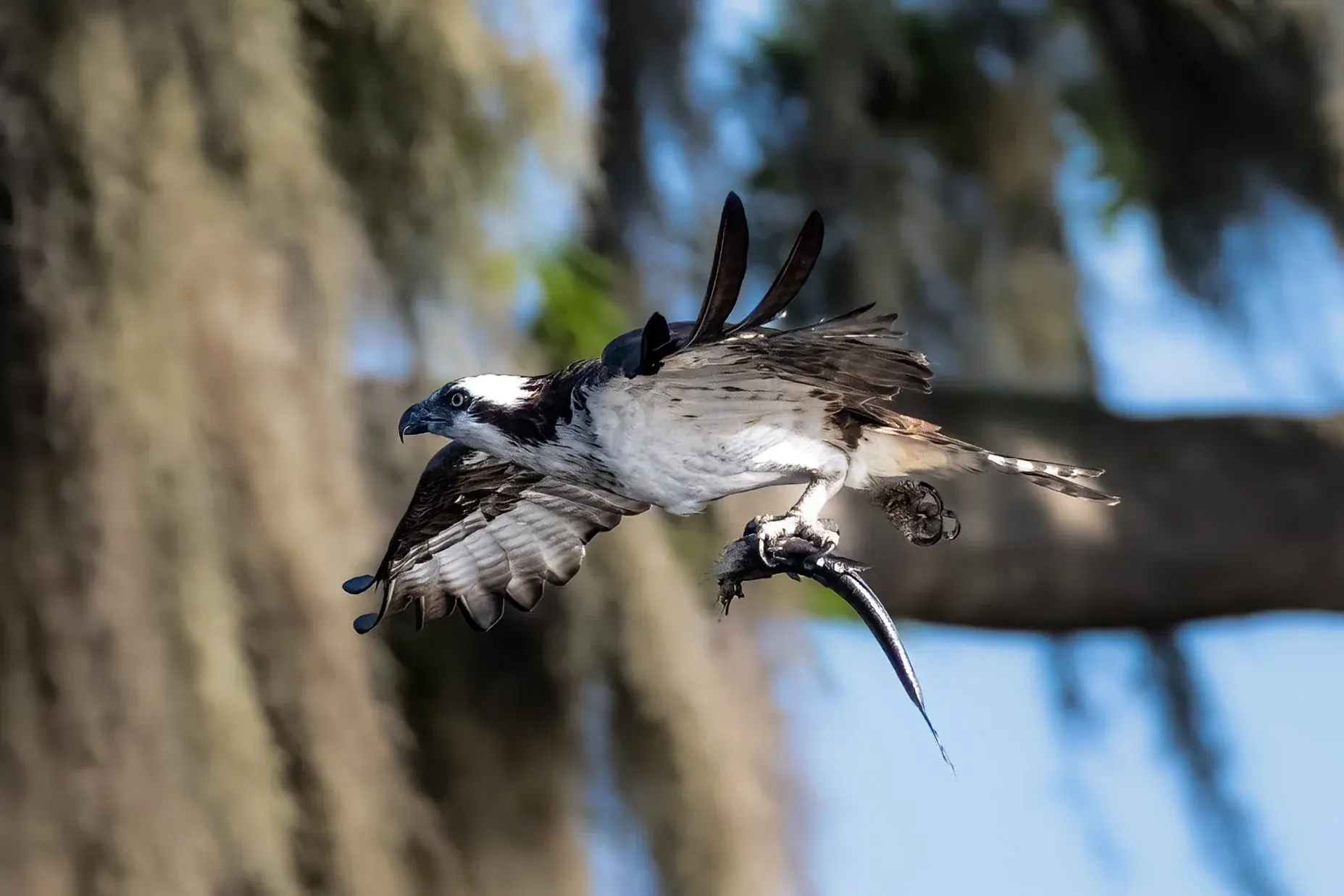 Osprey — photograph 14