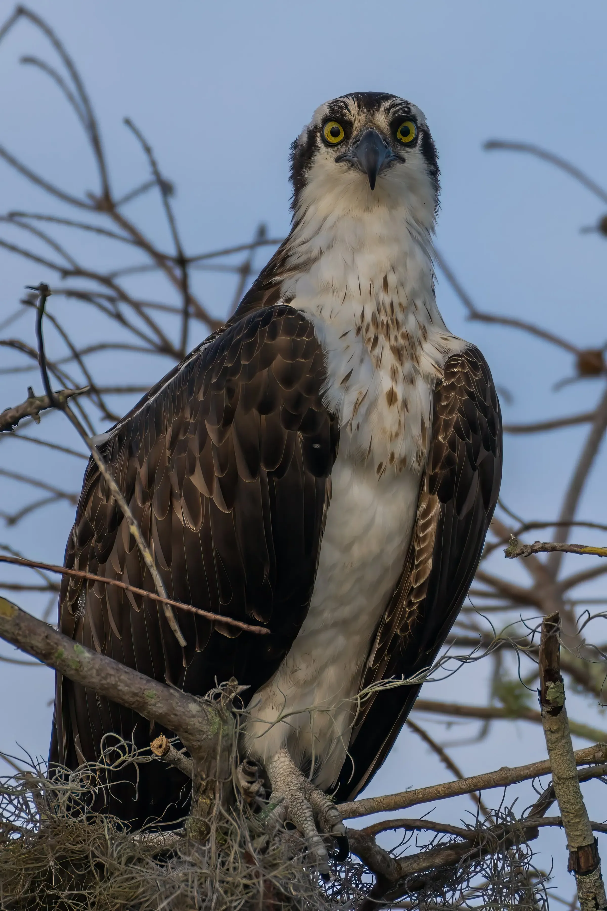 Osprey — photograph 26