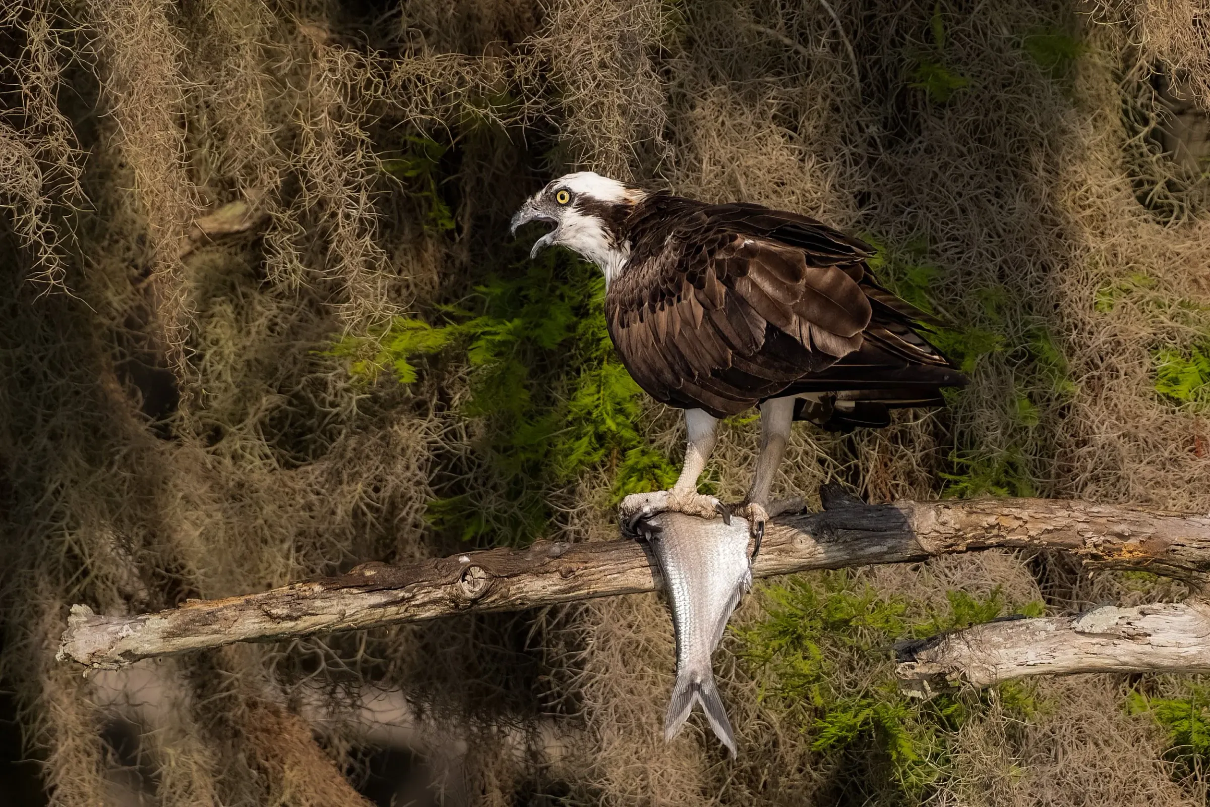 Osprey — photograph 6