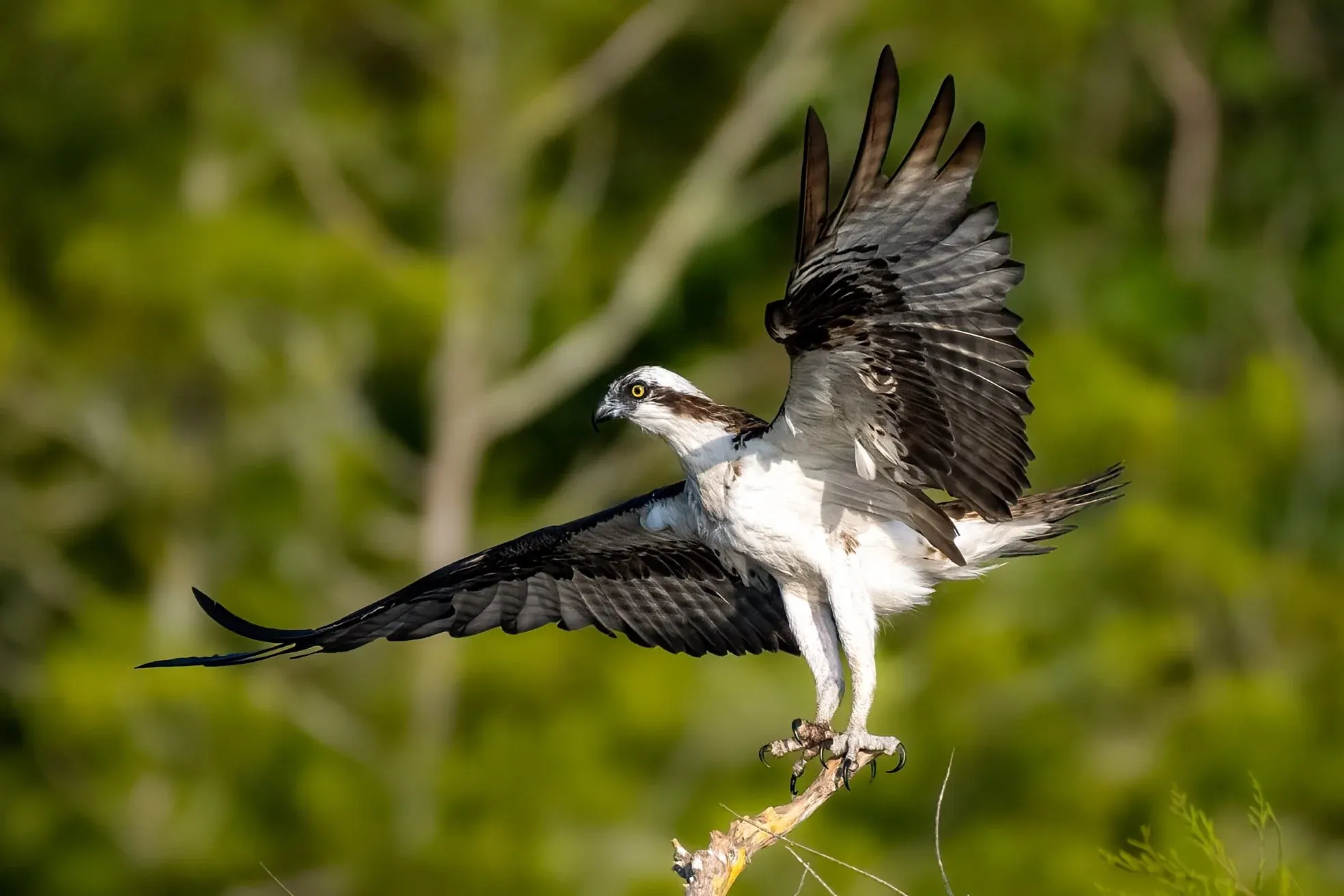 Osprey — photograph 10