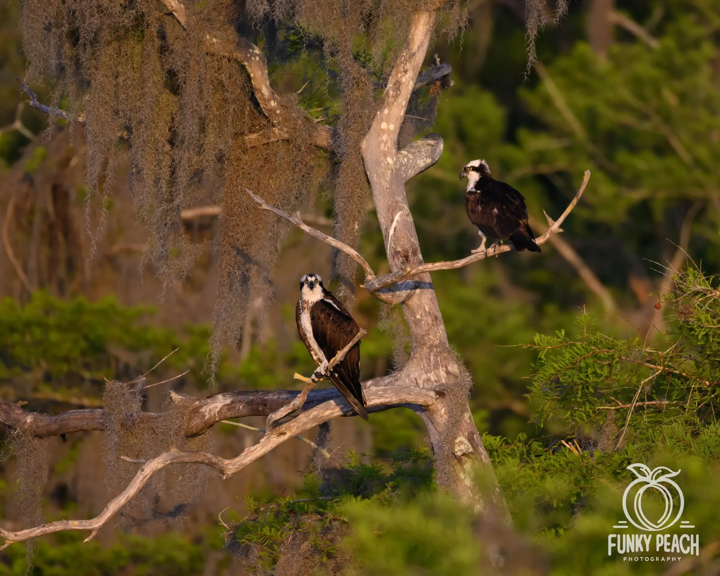 Osprey — photograph 53