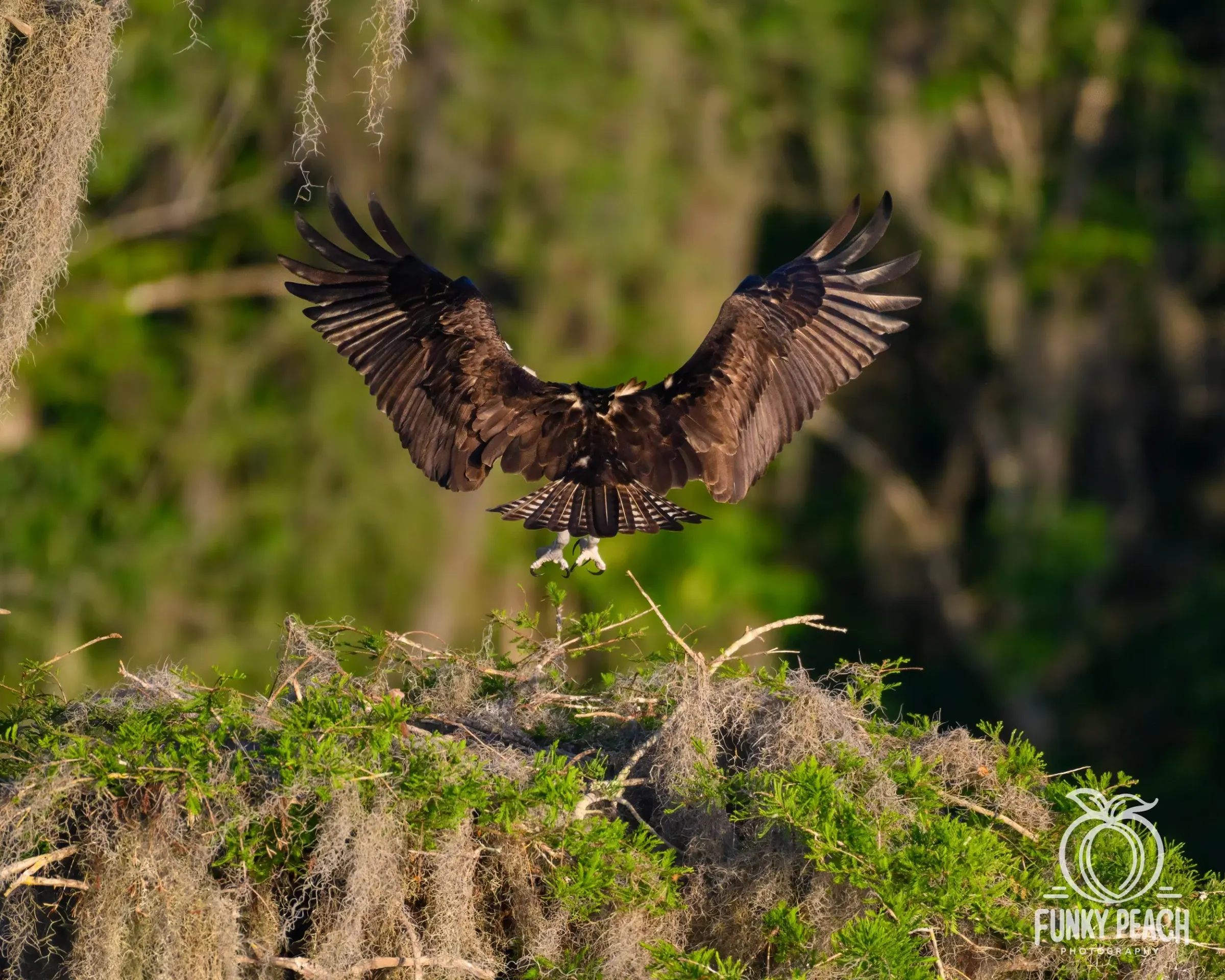 Osprey — photograph 37
