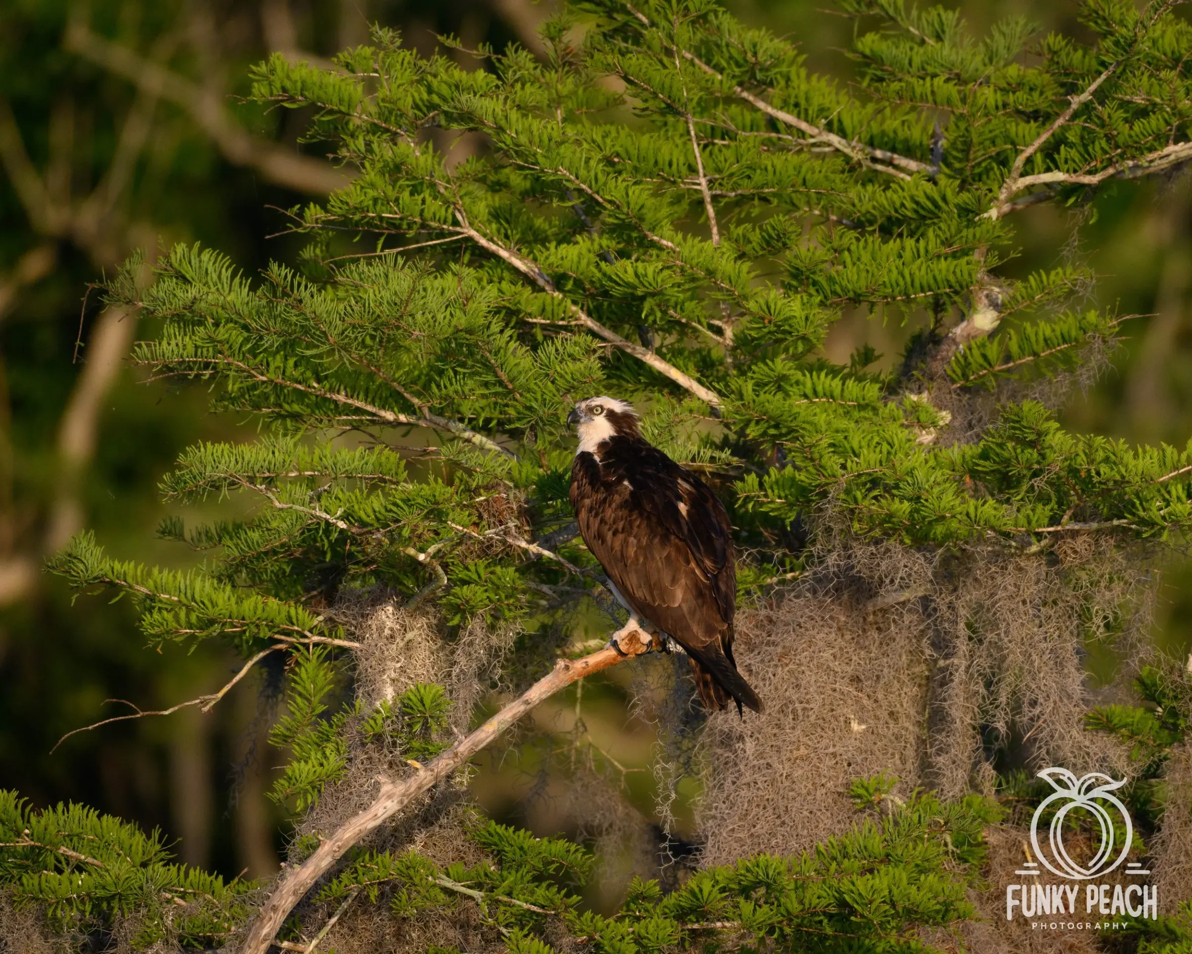 Osprey — photograph 38