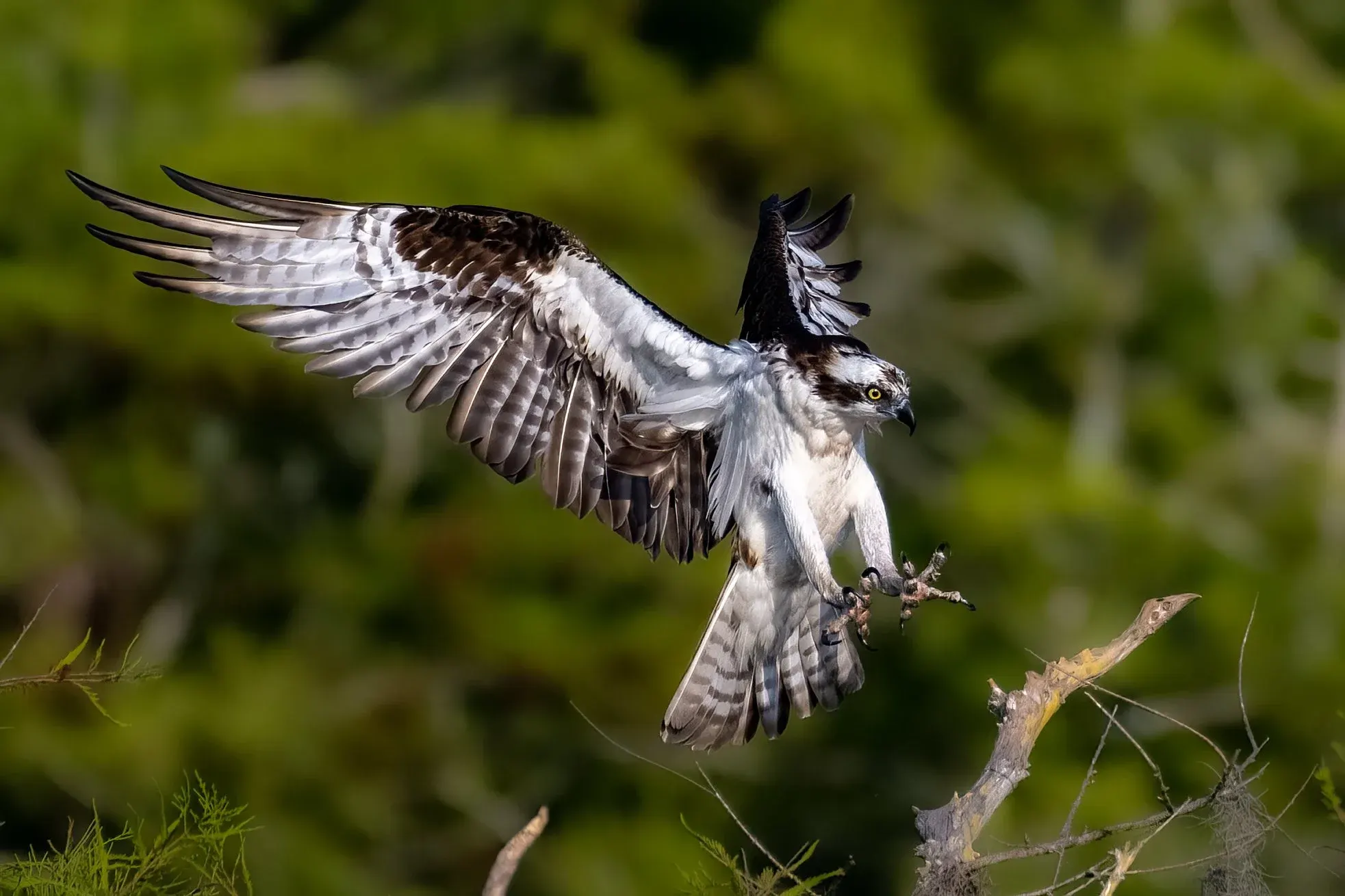 Osprey — photograph 4