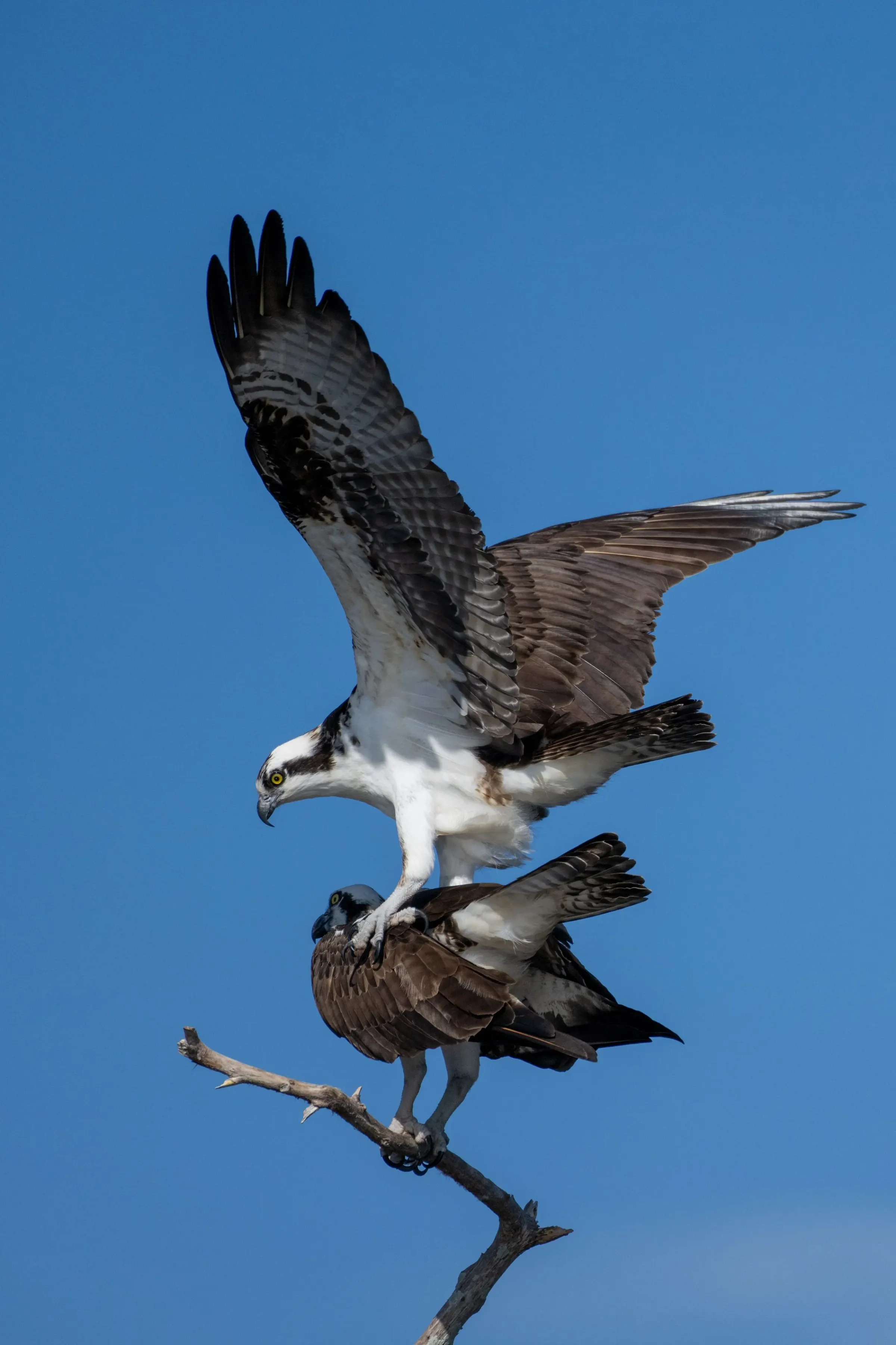 Osprey — photograph 29