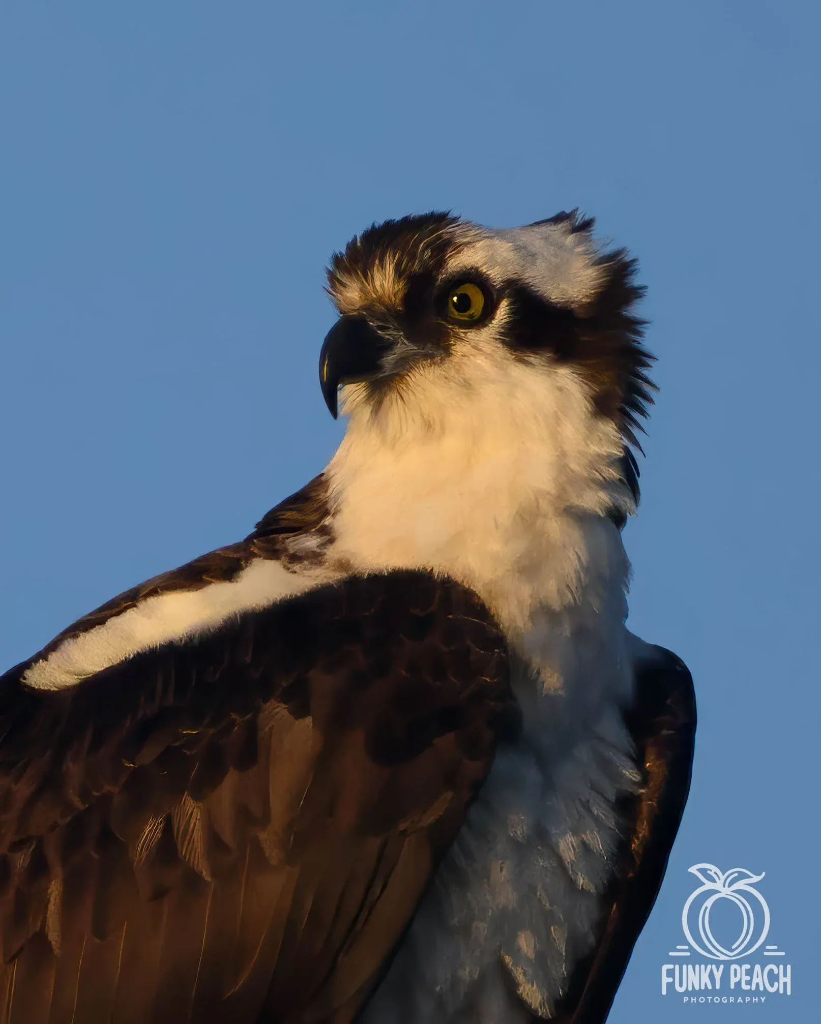 Osprey — photograph 52