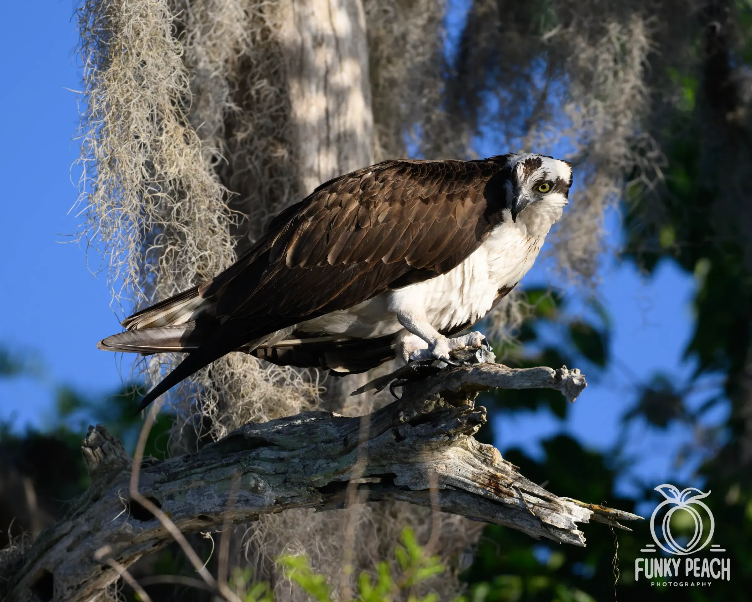 Osprey — photograph 33