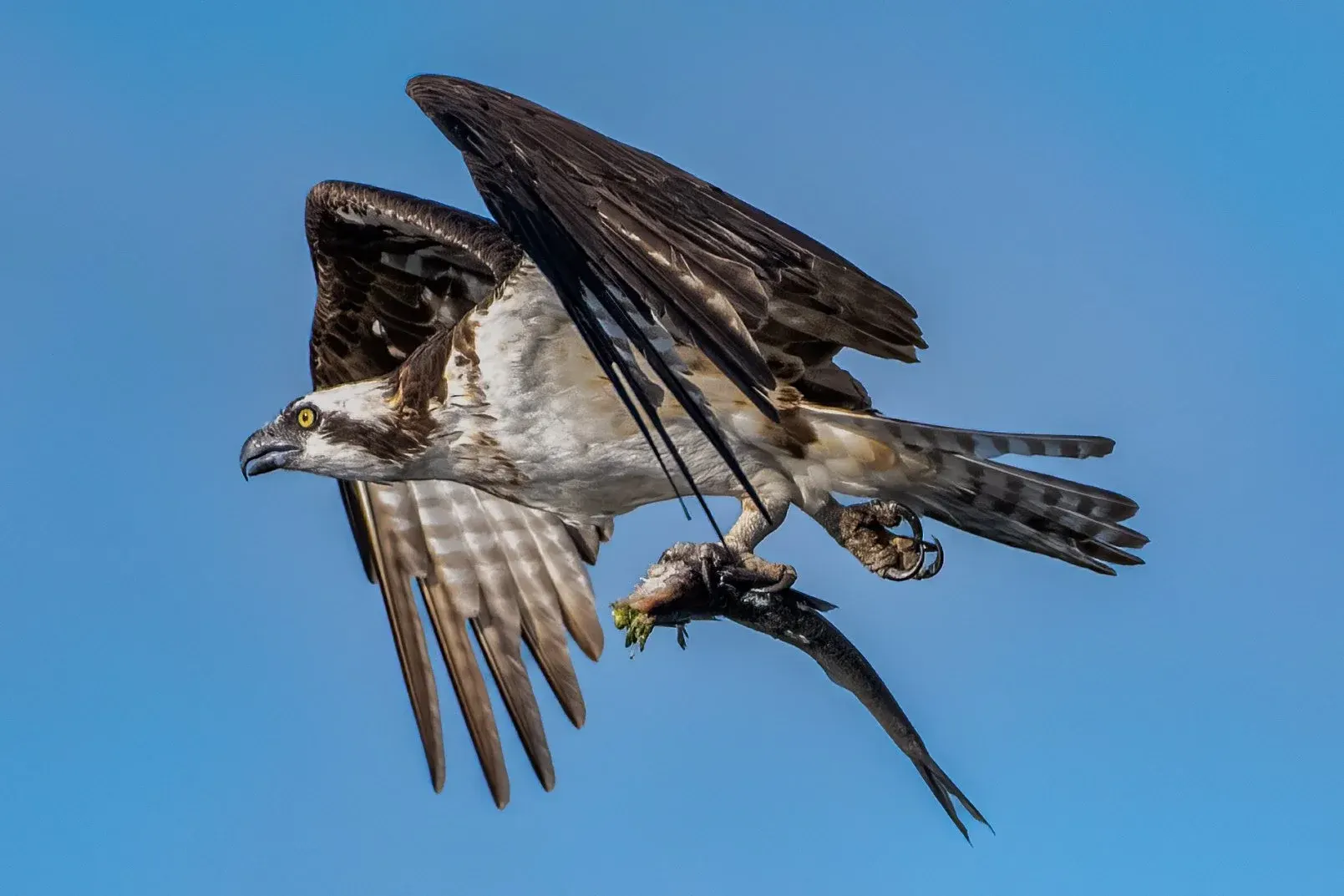 Osprey — photograph 15