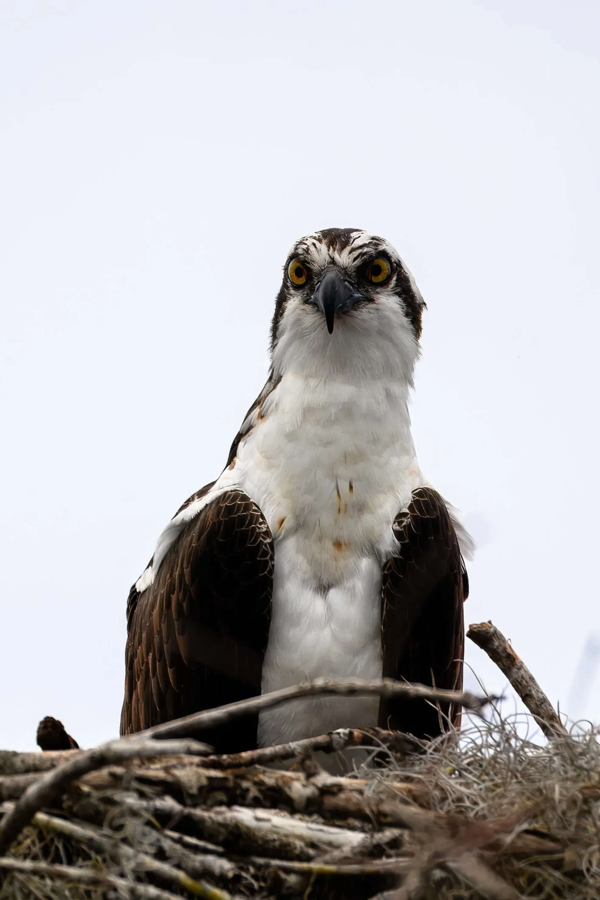 Osprey — photograph 23