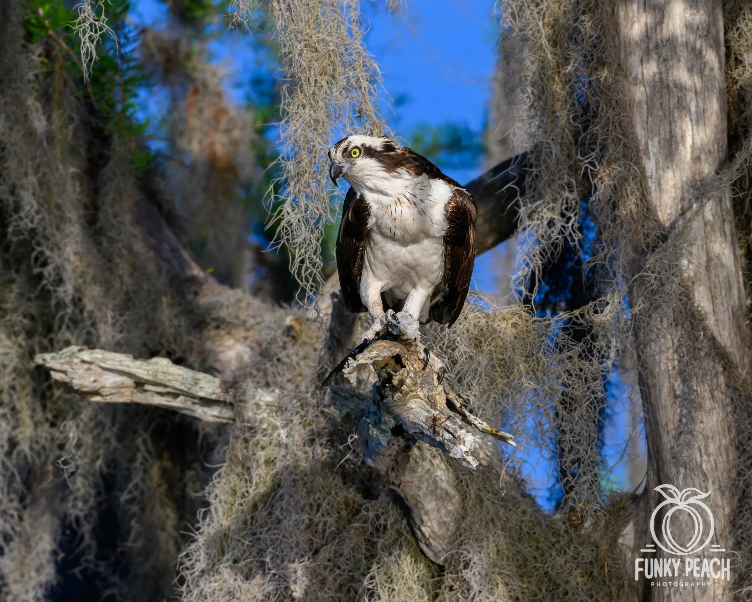 Osprey — photograph 36