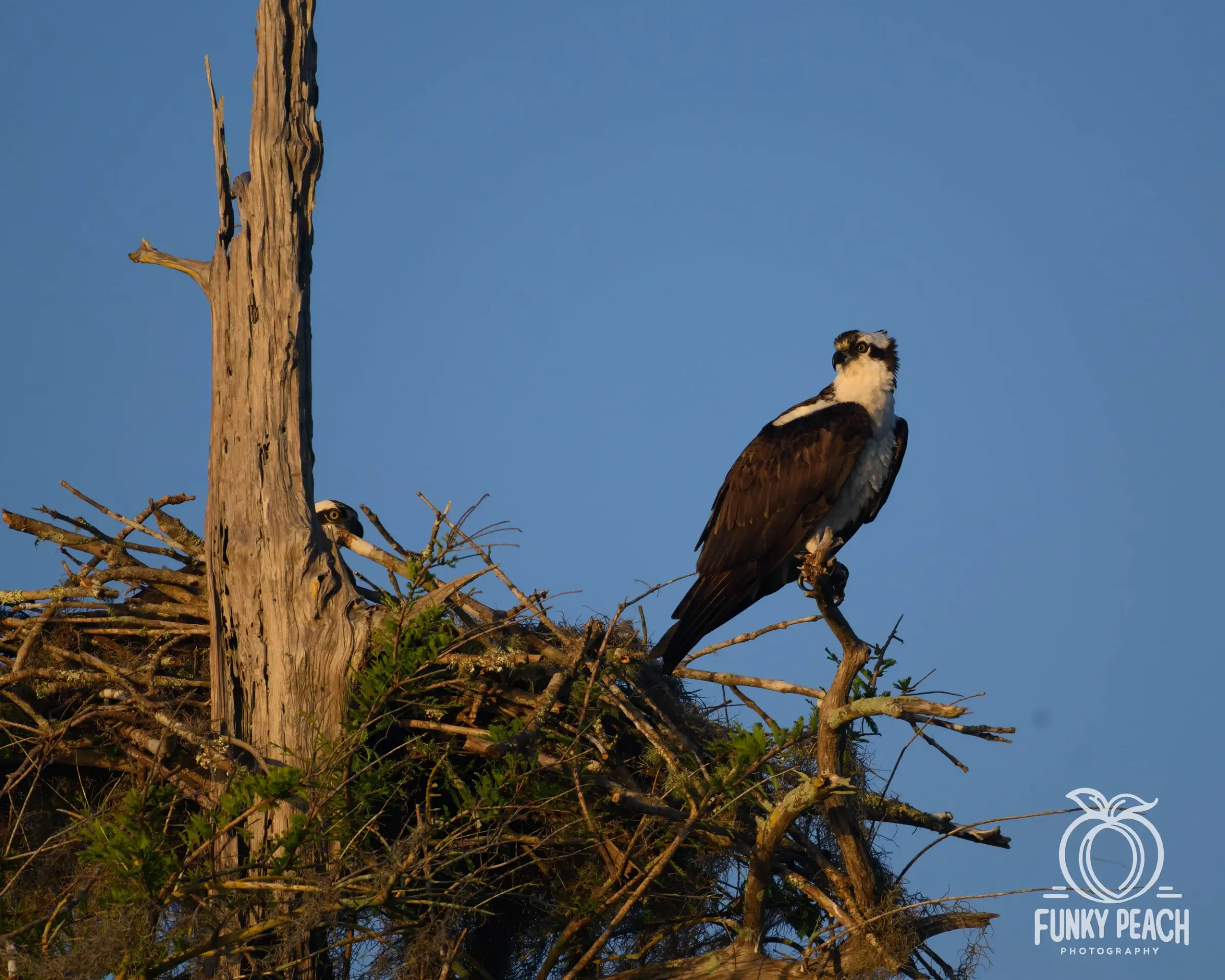 Osprey — photograph 45