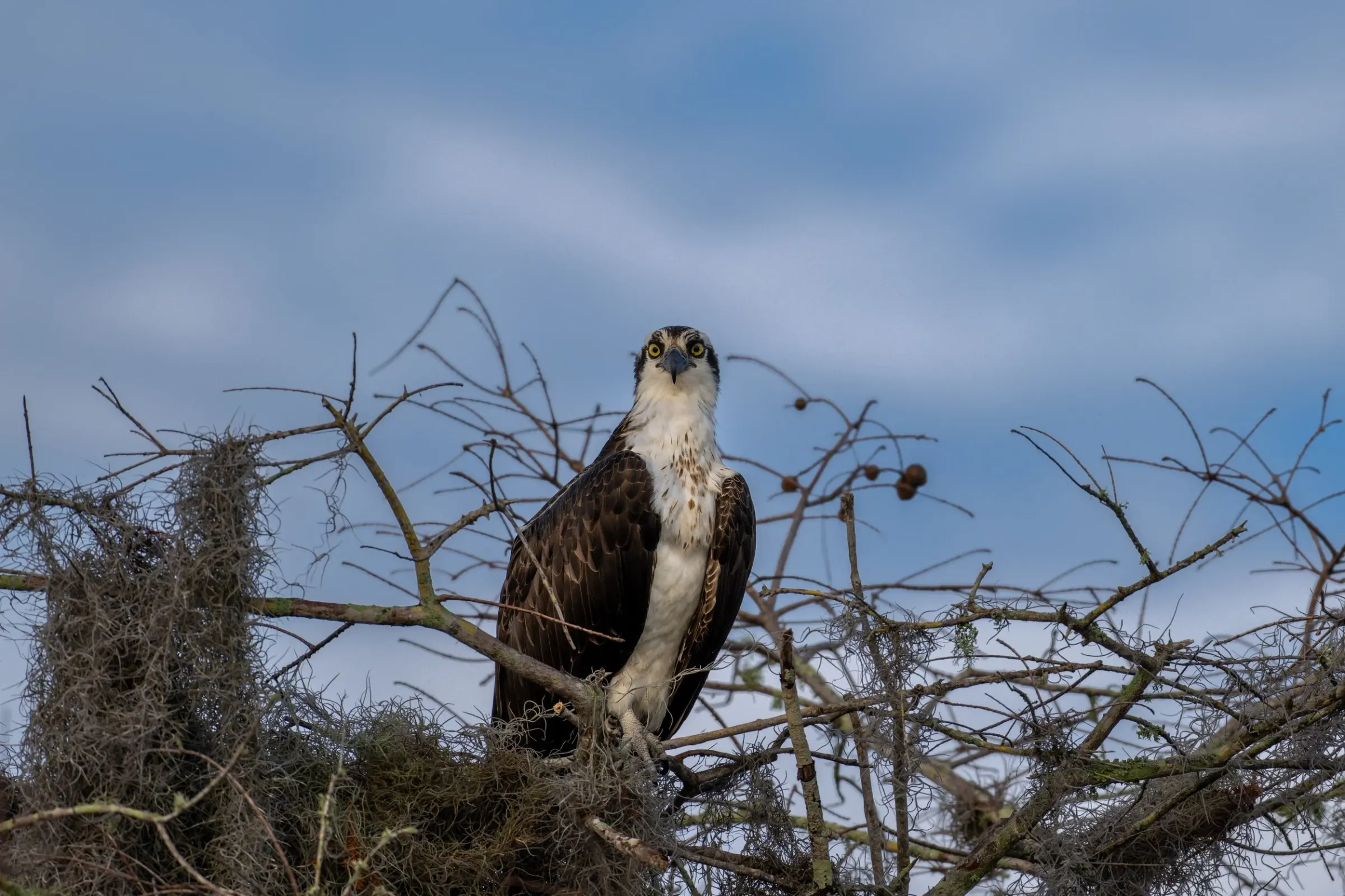 Osprey — photograph 25