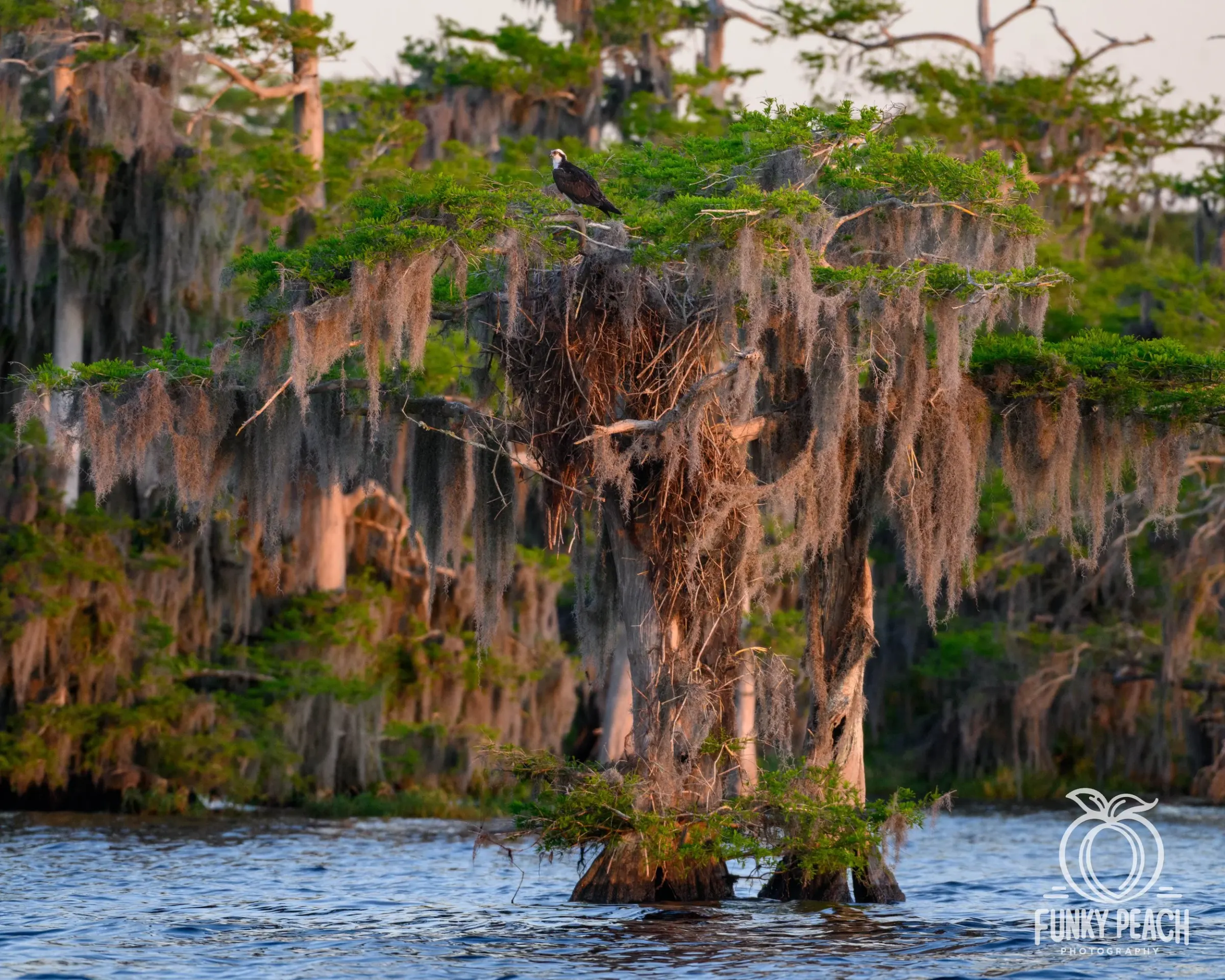 Osprey — photograph 50
