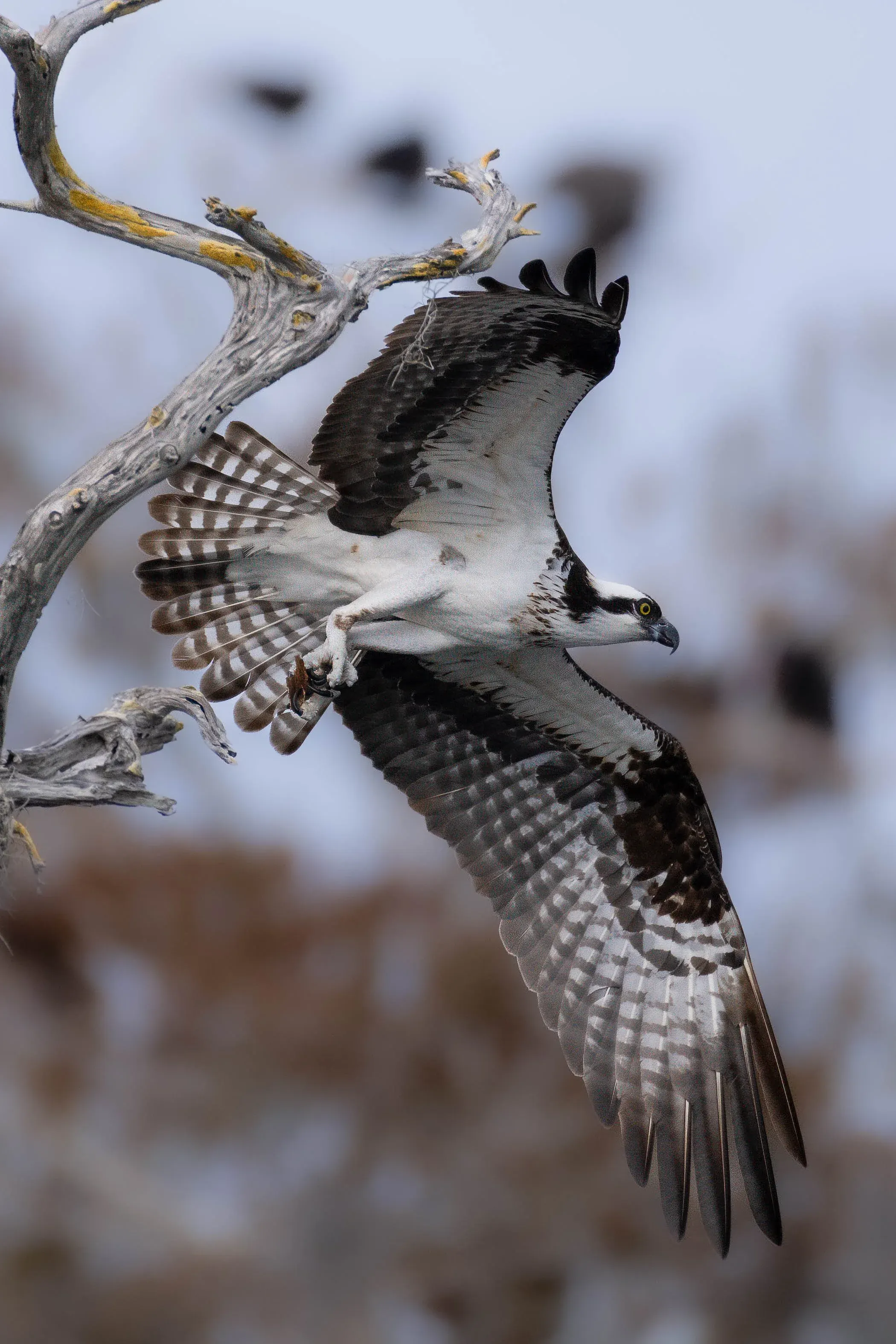 Osprey — photograph 21