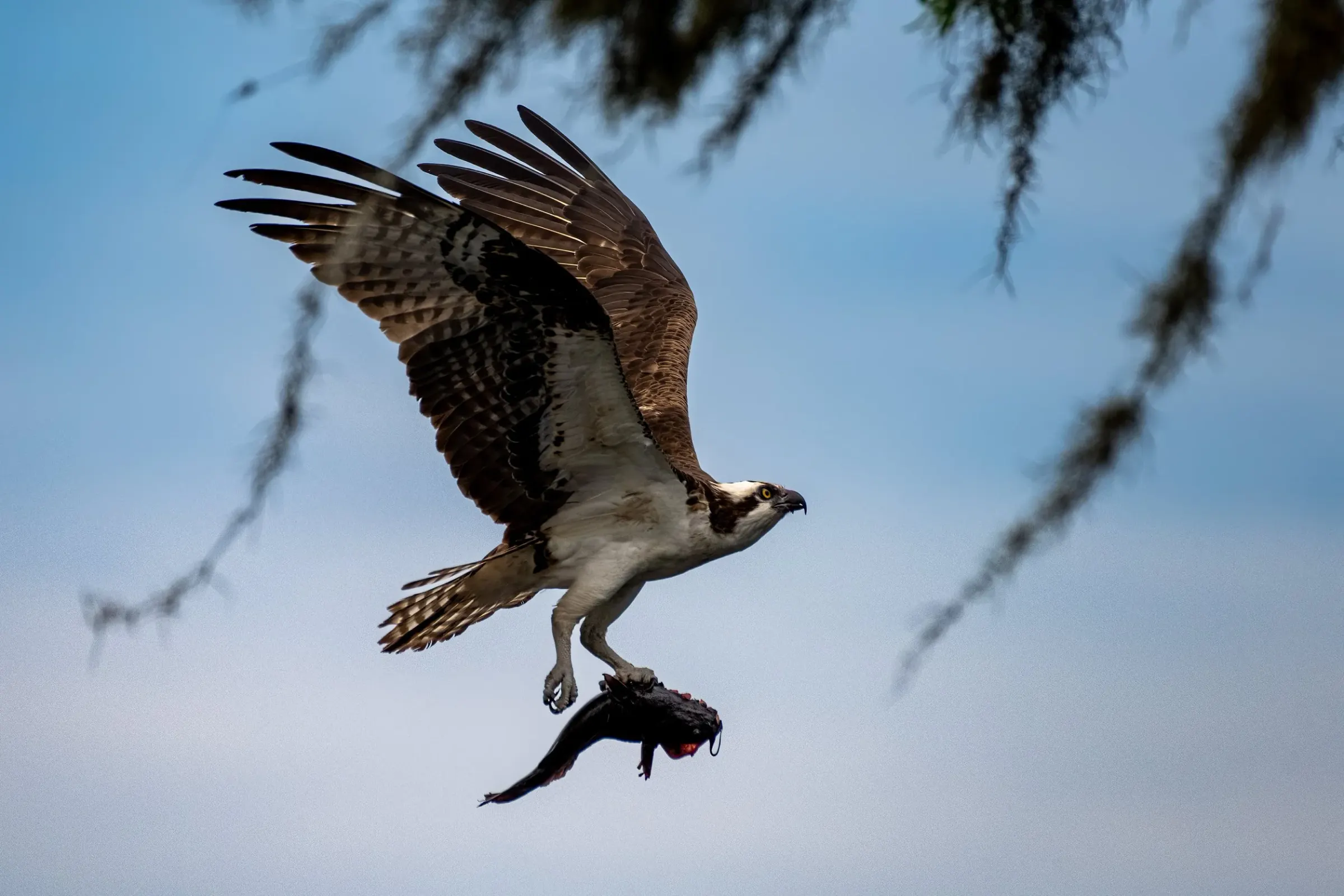 Osprey — photograph 20