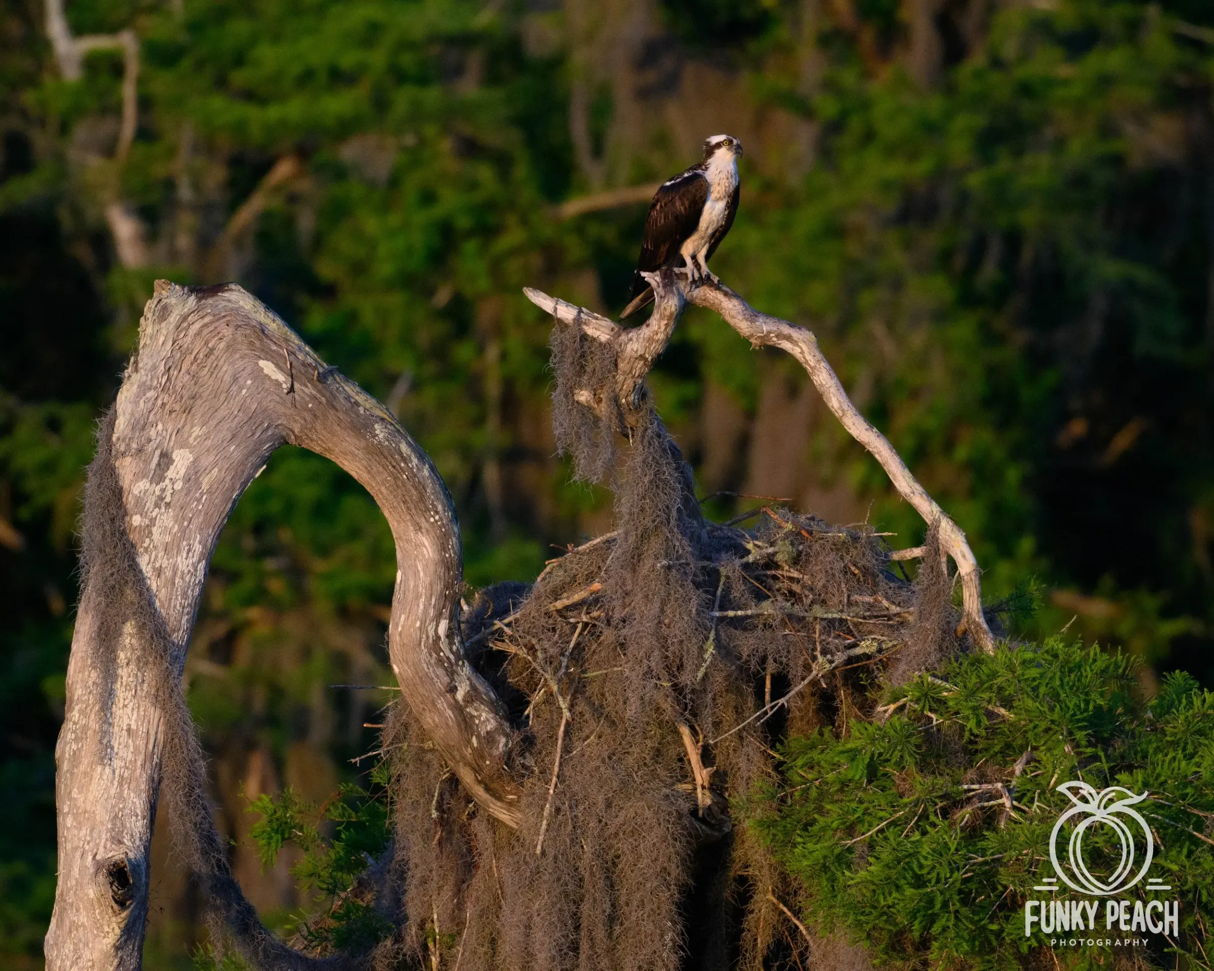 Osprey — photograph 41