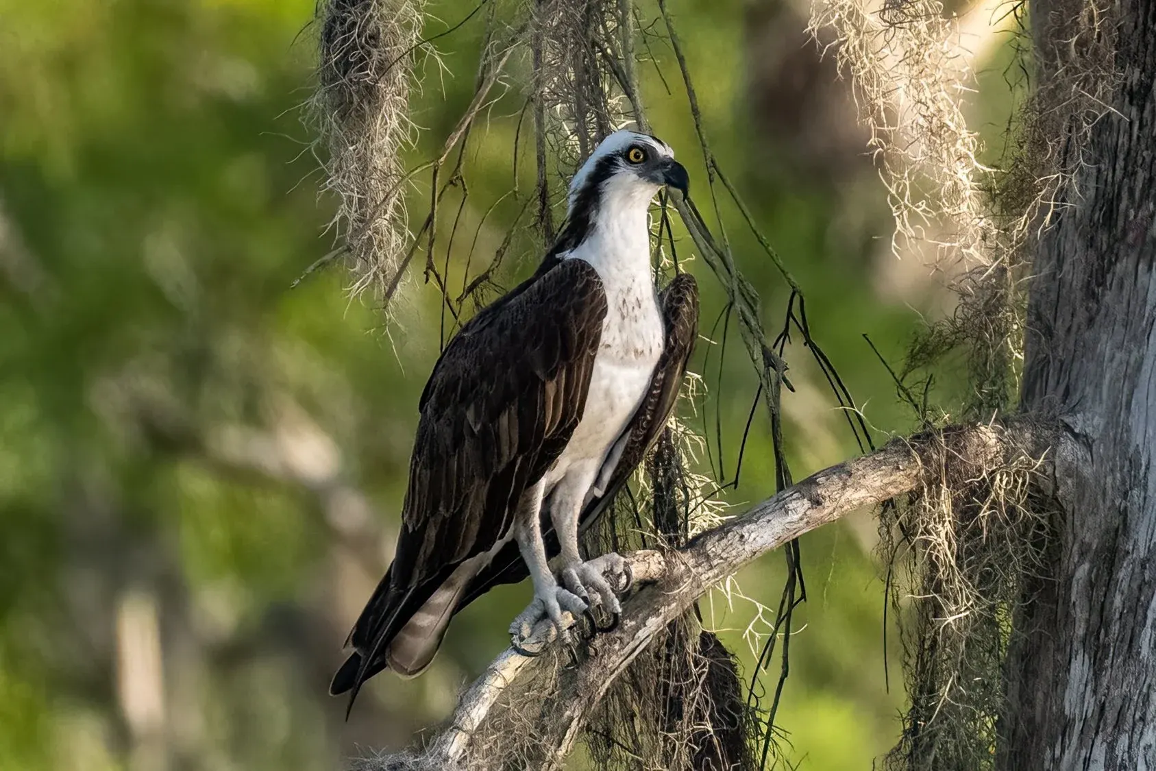 Osprey — photograph 8