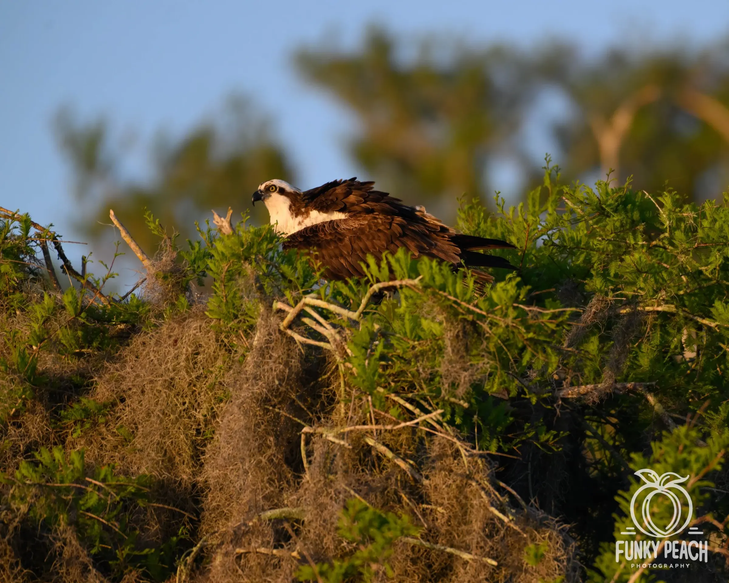 Osprey — photograph 49