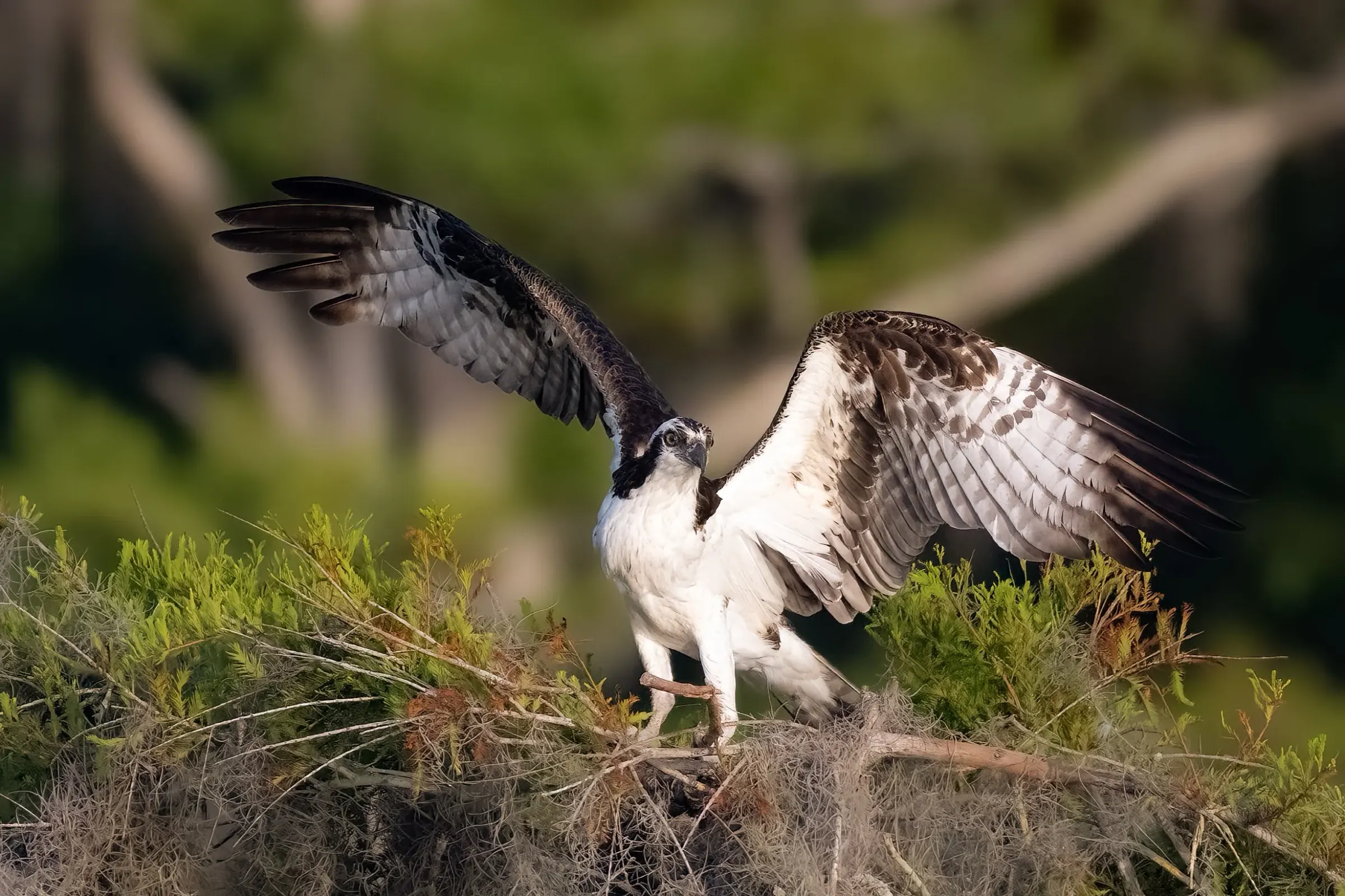 Osprey — photograph 7