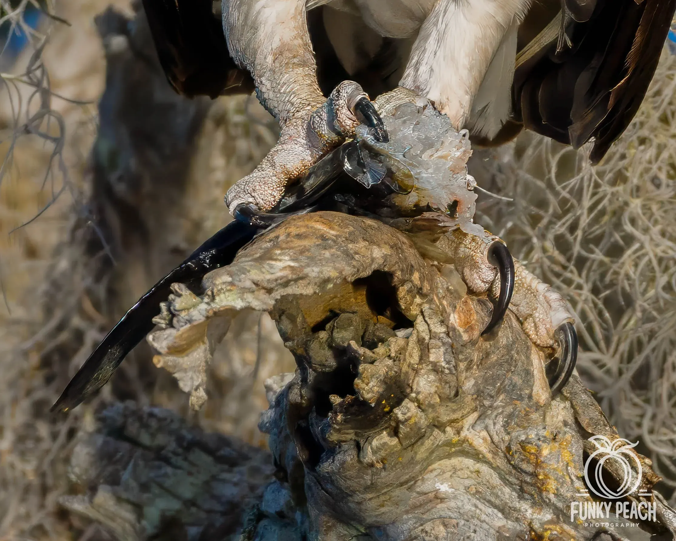 Osprey — photograph 42