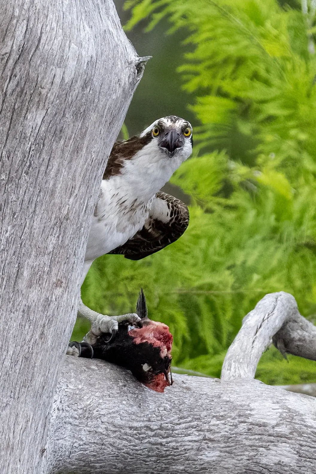 Osprey — photograph 19