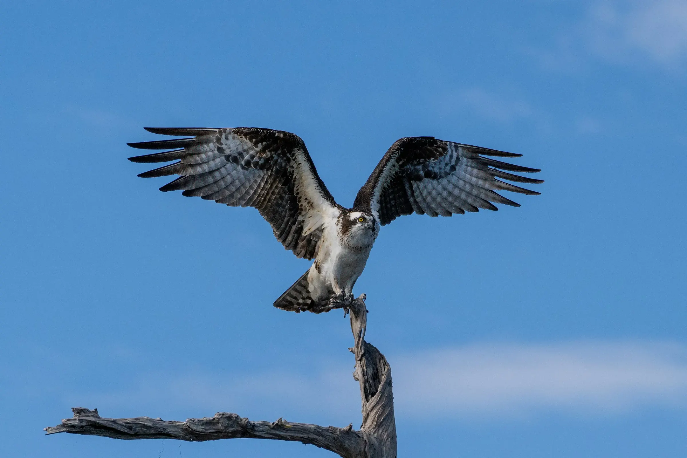 Osprey — photograph 22