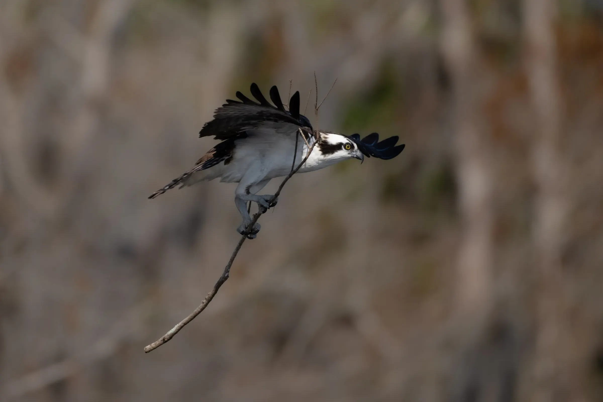 Osprey — photograph 31