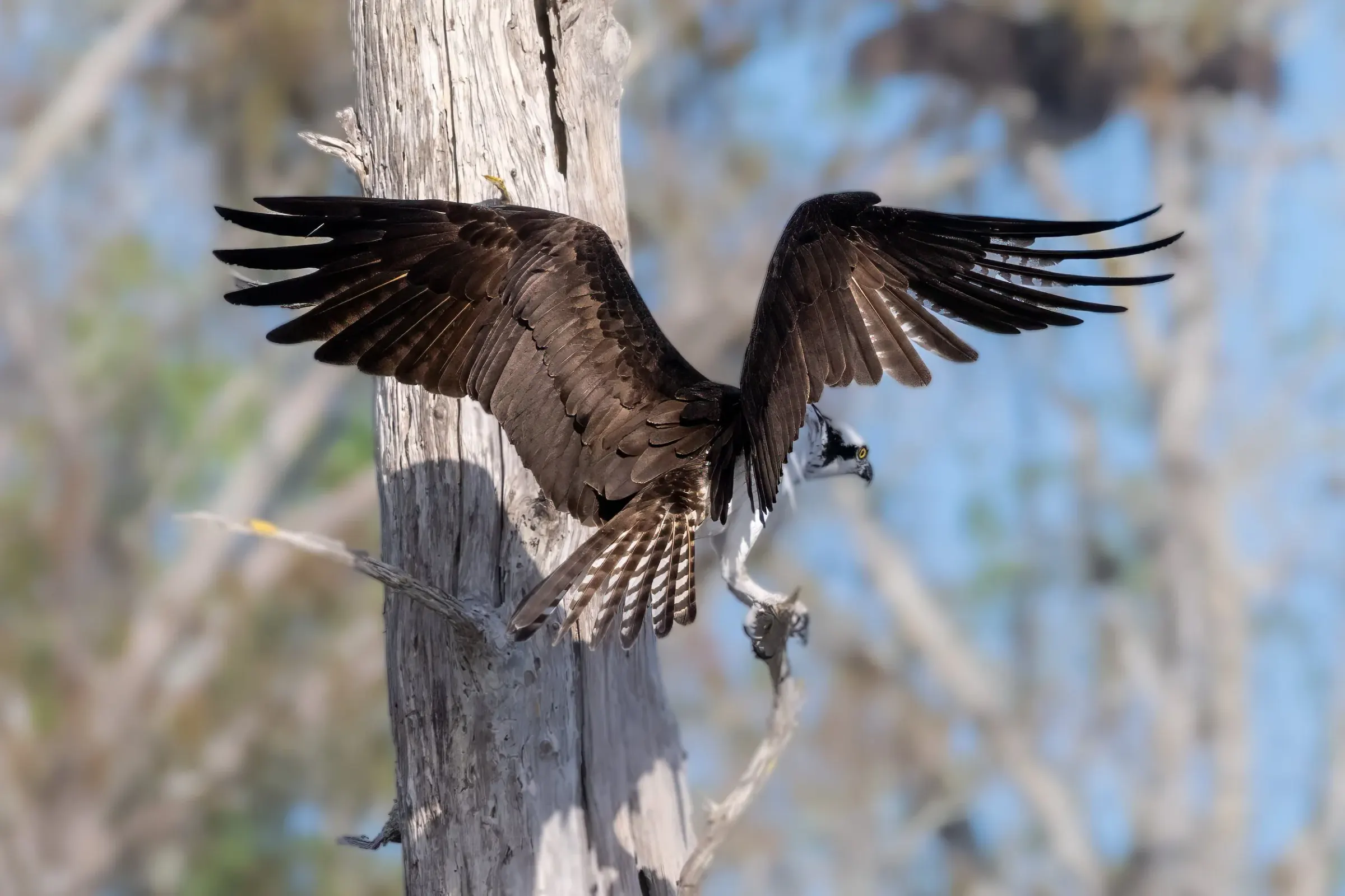Osprey — photograph 28
