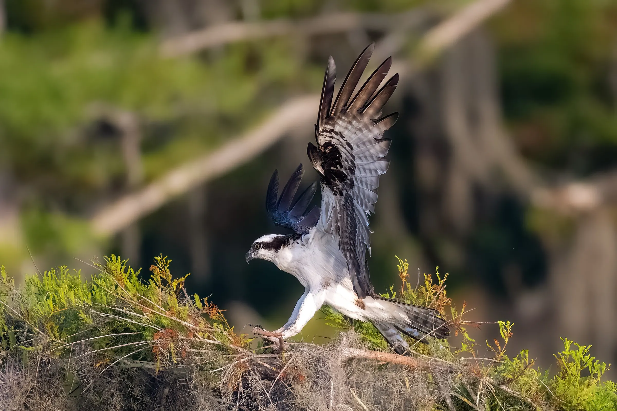 Osprey — photograph 1