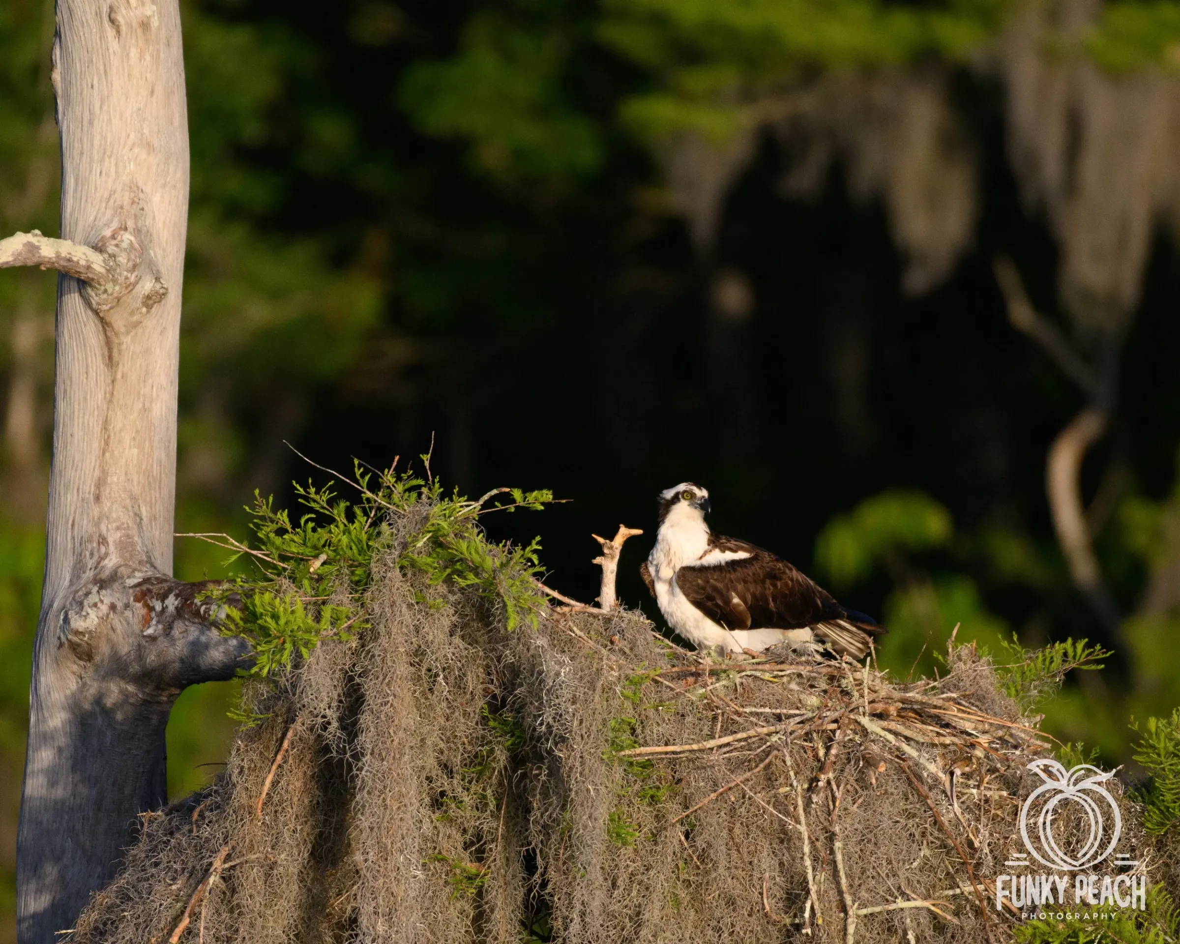Osprey — photograph 34